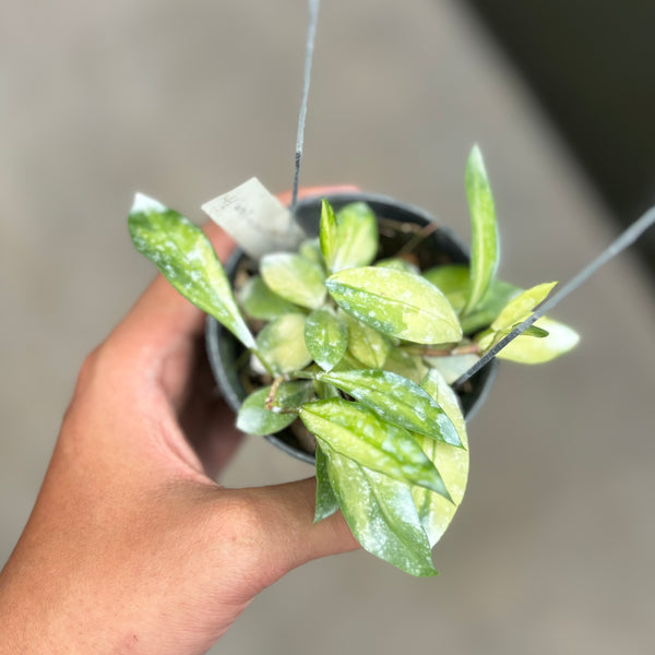 Hoya walliniana variegated