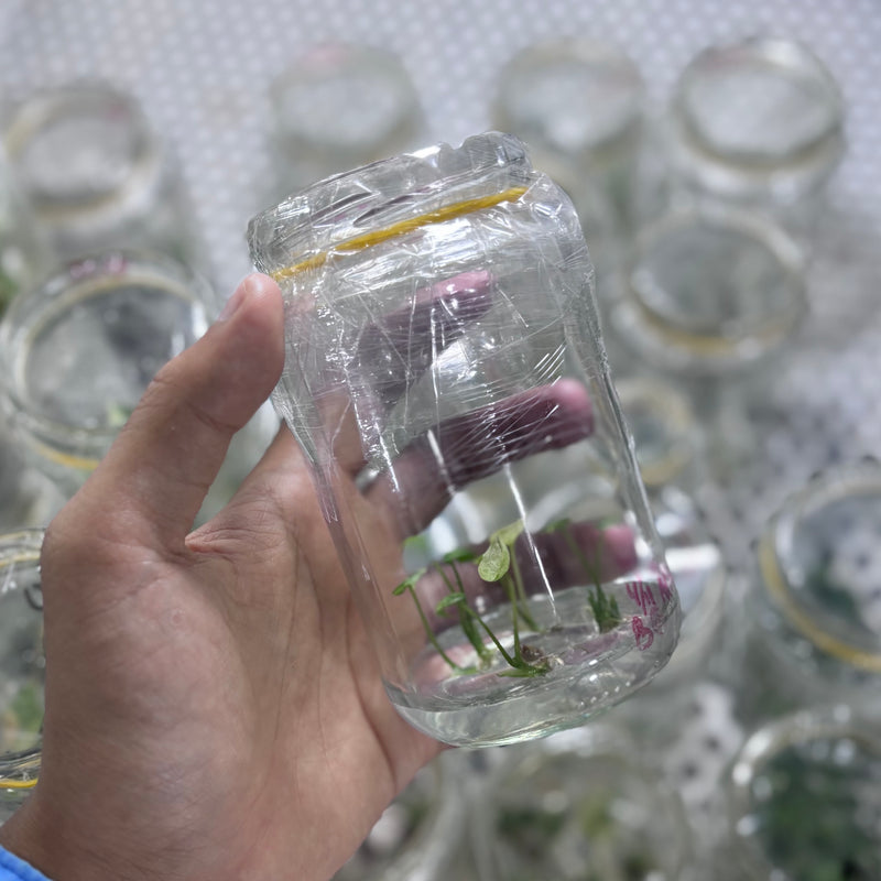 Alocasia sinulata variegated - Tissue culture