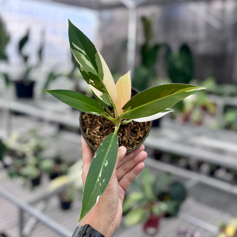 Philodendron wend imbe variegated