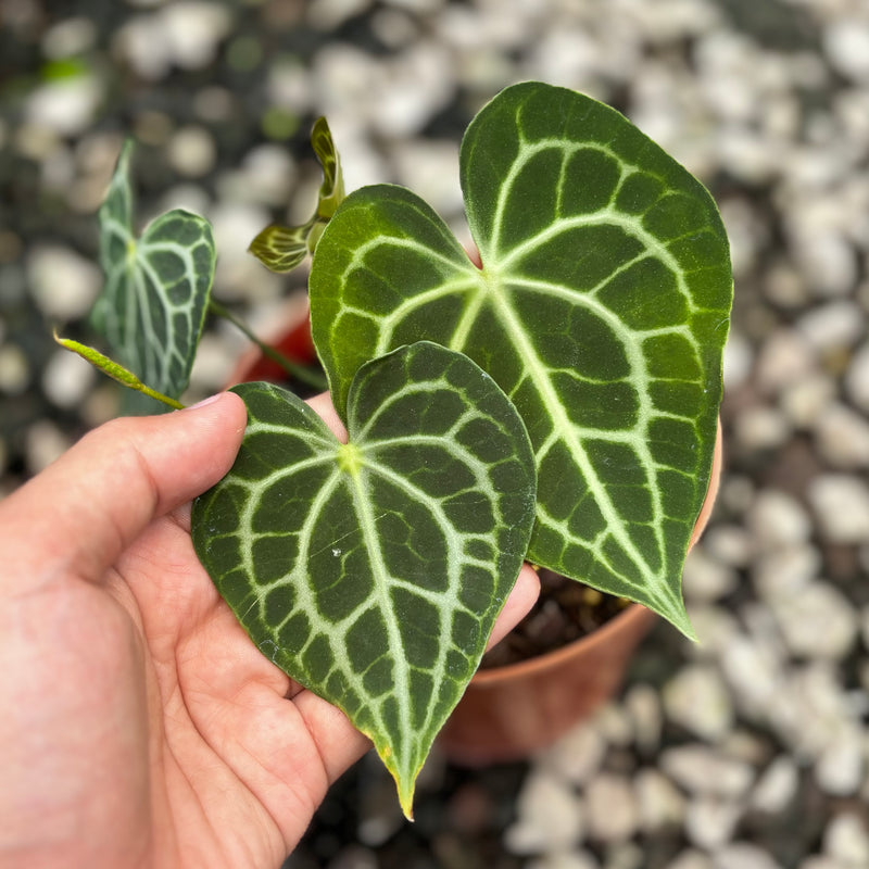 Anthurium king clarinervium x queen clarinervium