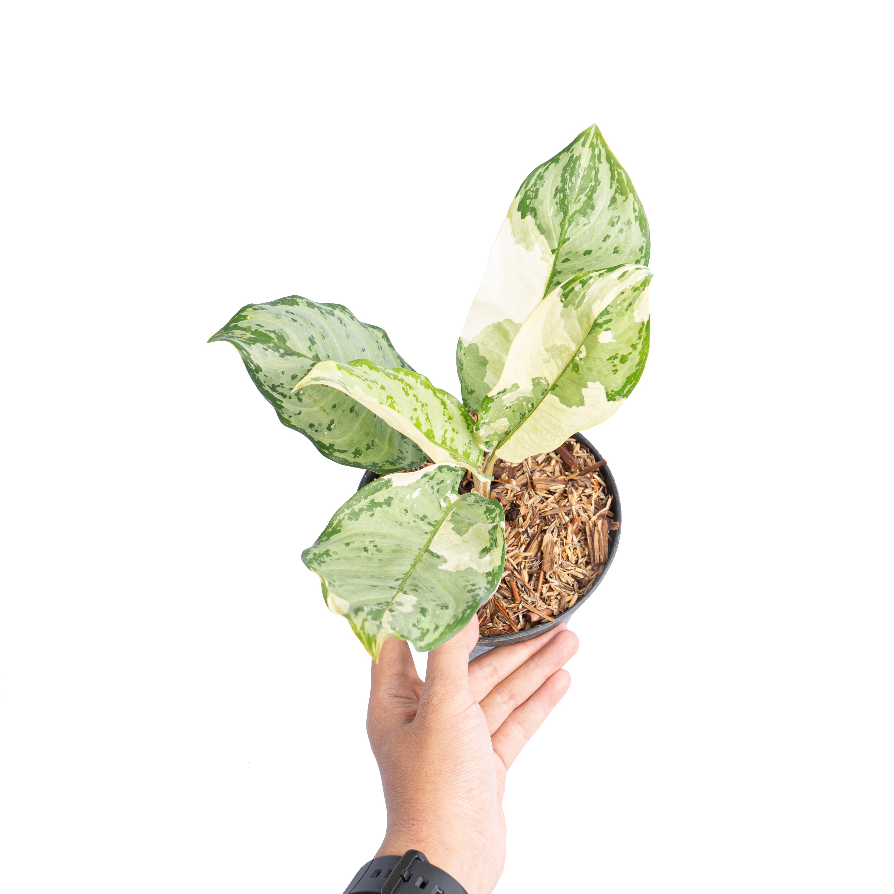 Aglaonema comutatum variegated