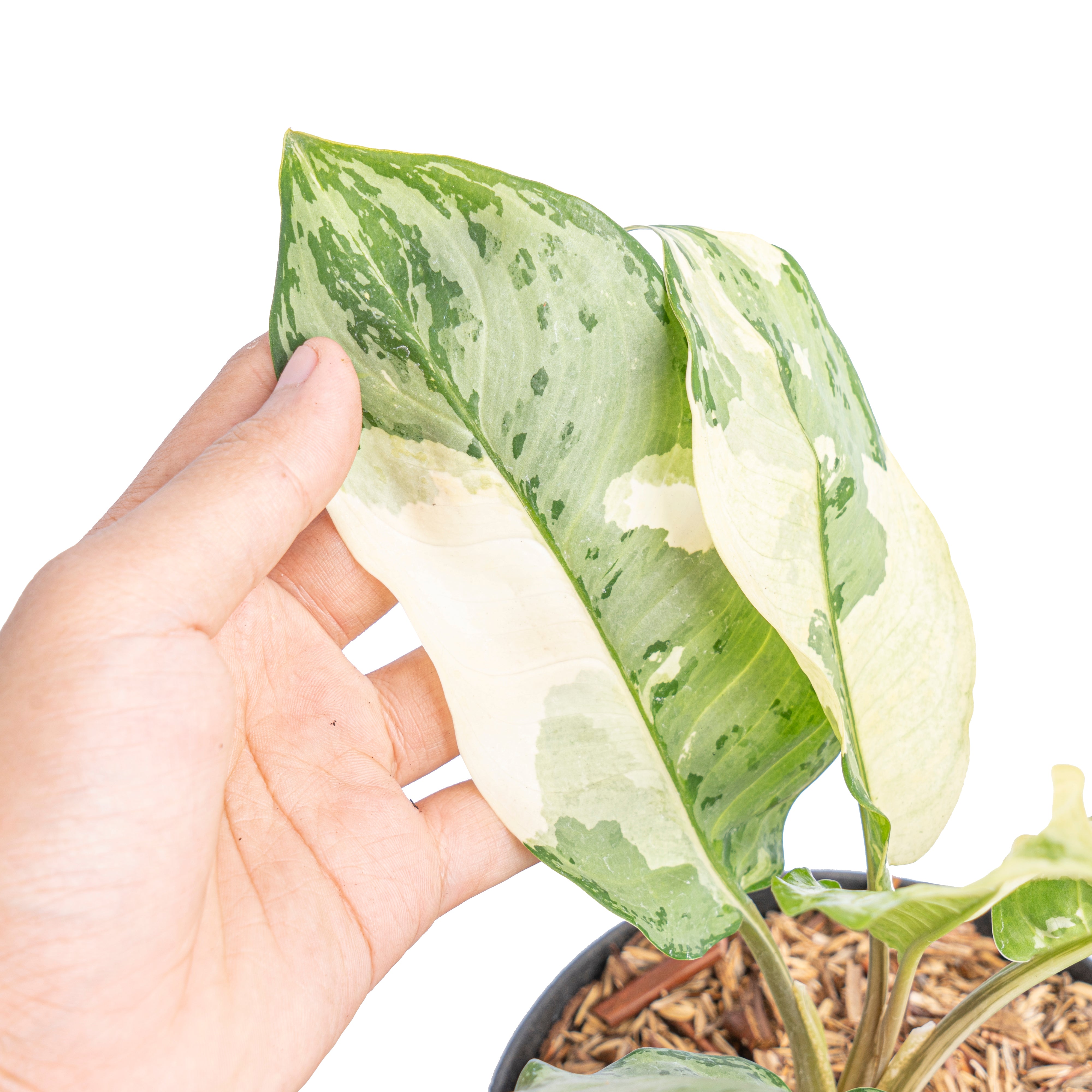 Aglaonema comutatum variegated