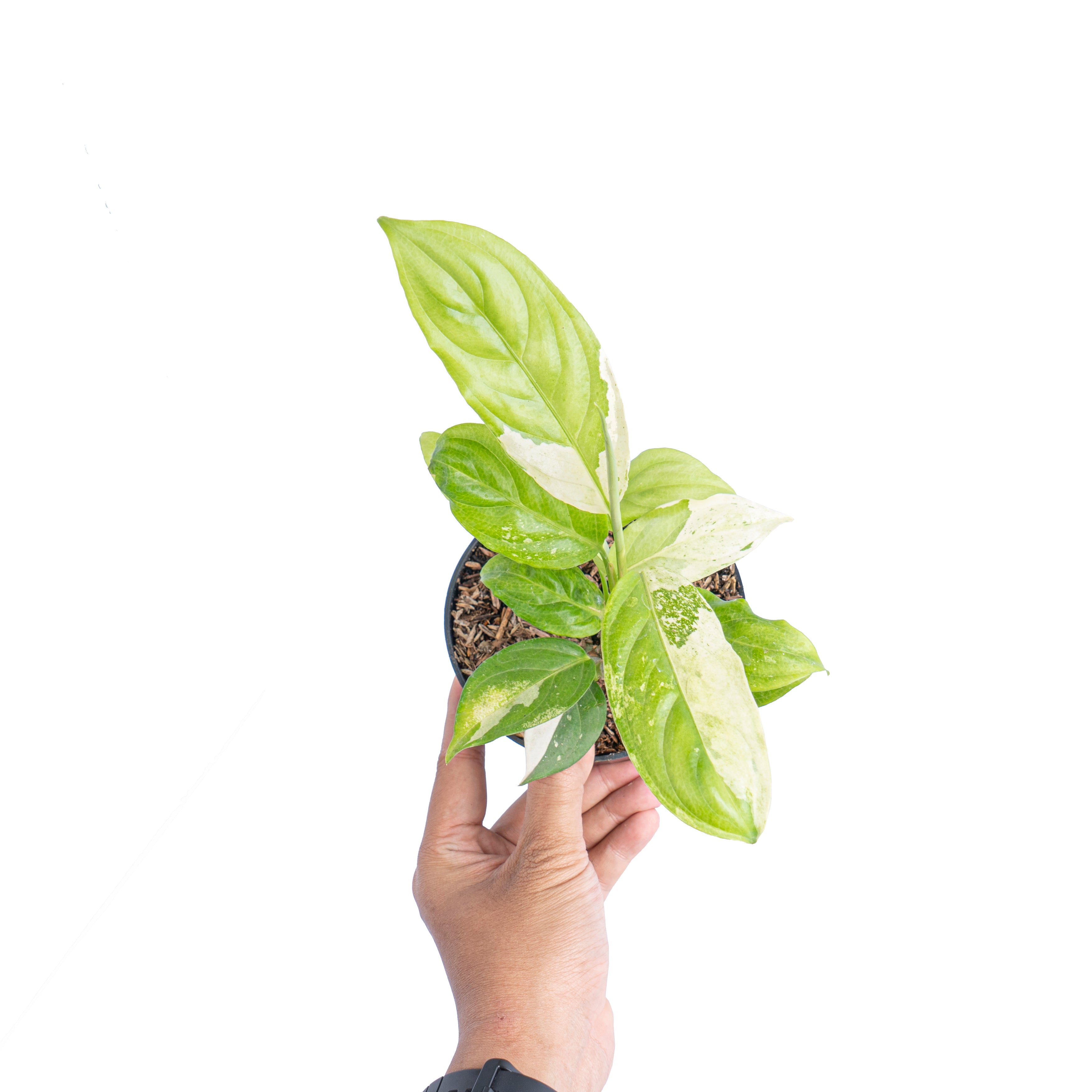 Aglaonema modestum variegated