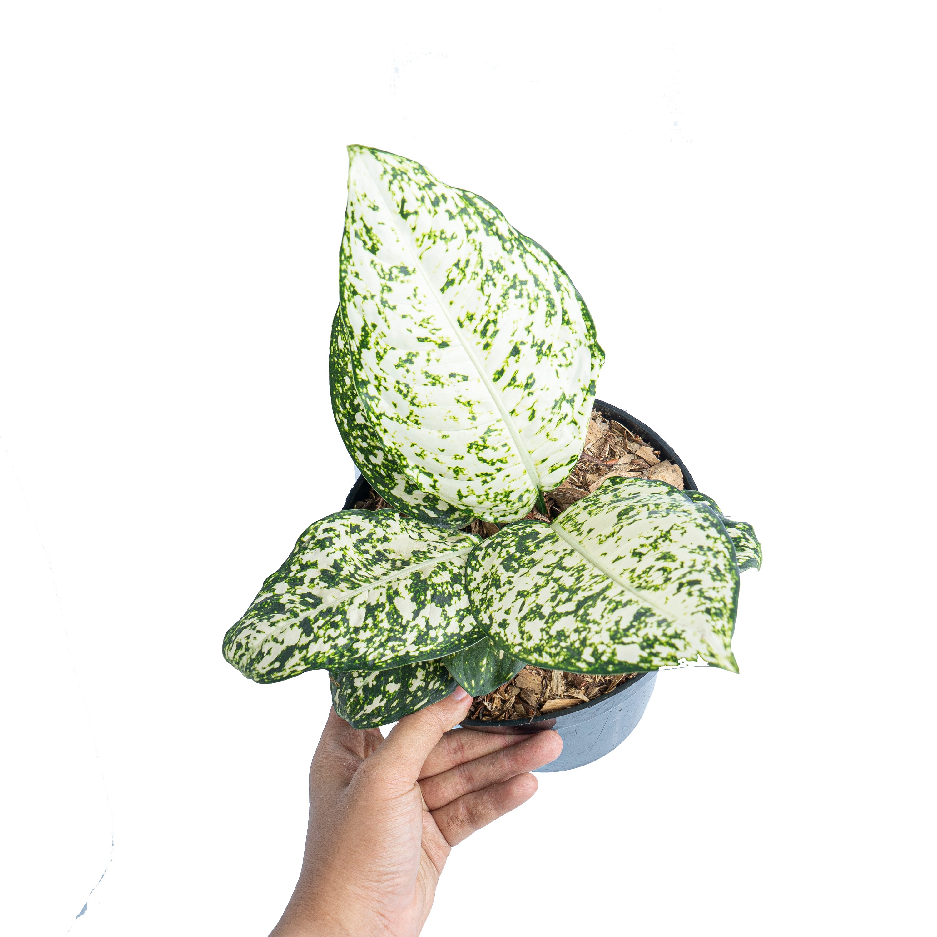 Aglaonema morodoklok