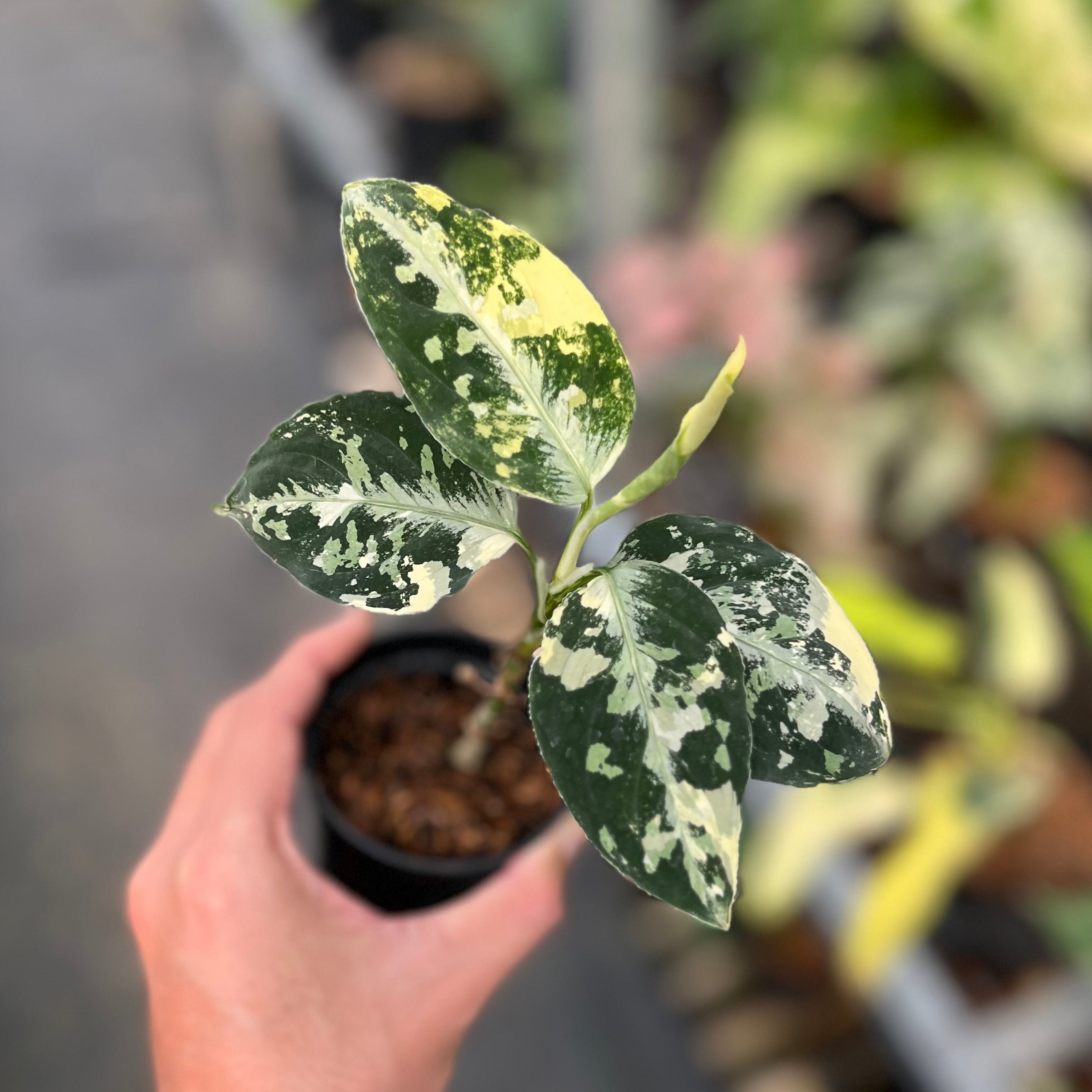 Aglaonema pictum bicolor variegated