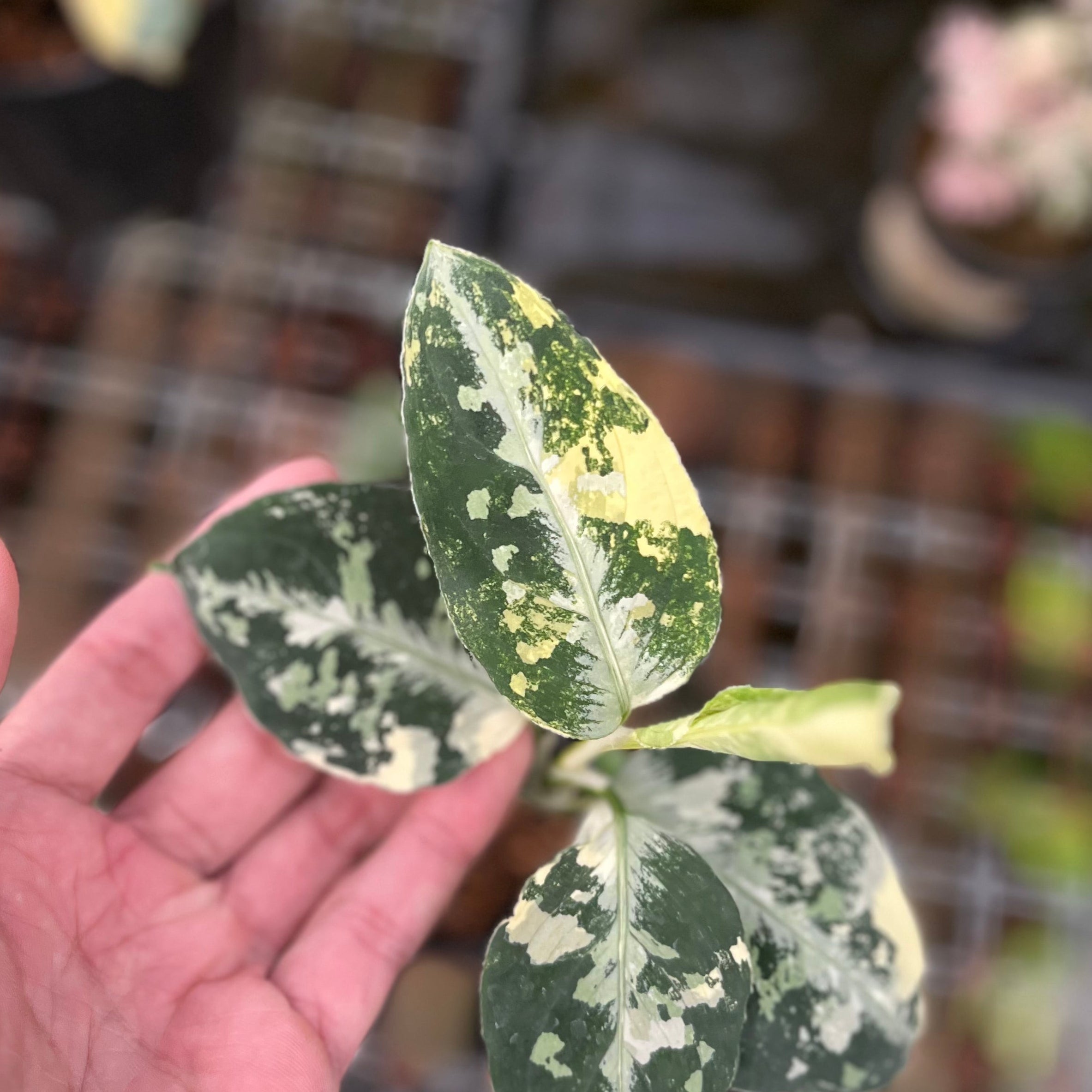 Aglaonema pictum bicolor variegated