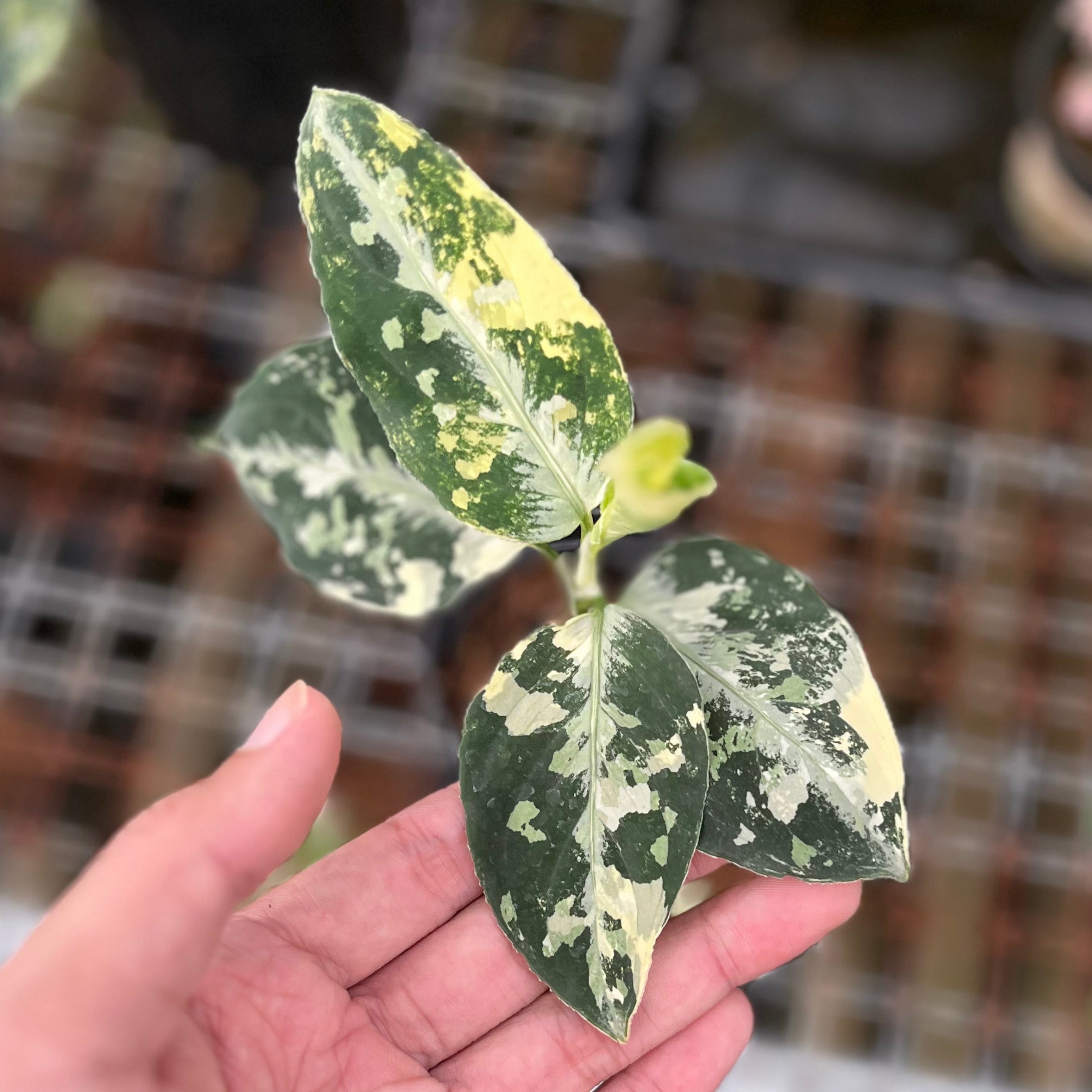 Aglaonema pictum bicolor variegated