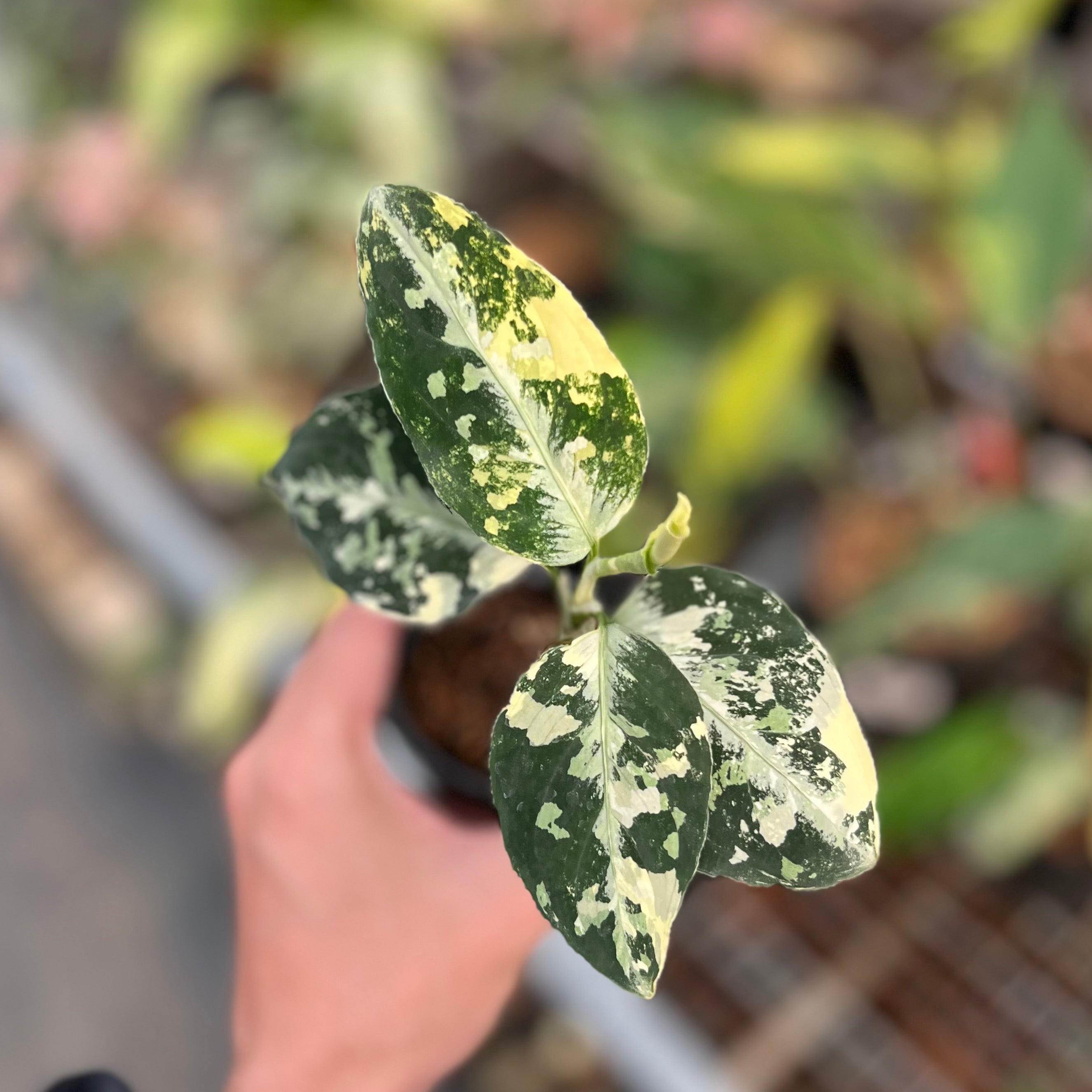 Aglaonema pictum bicolor variegated
