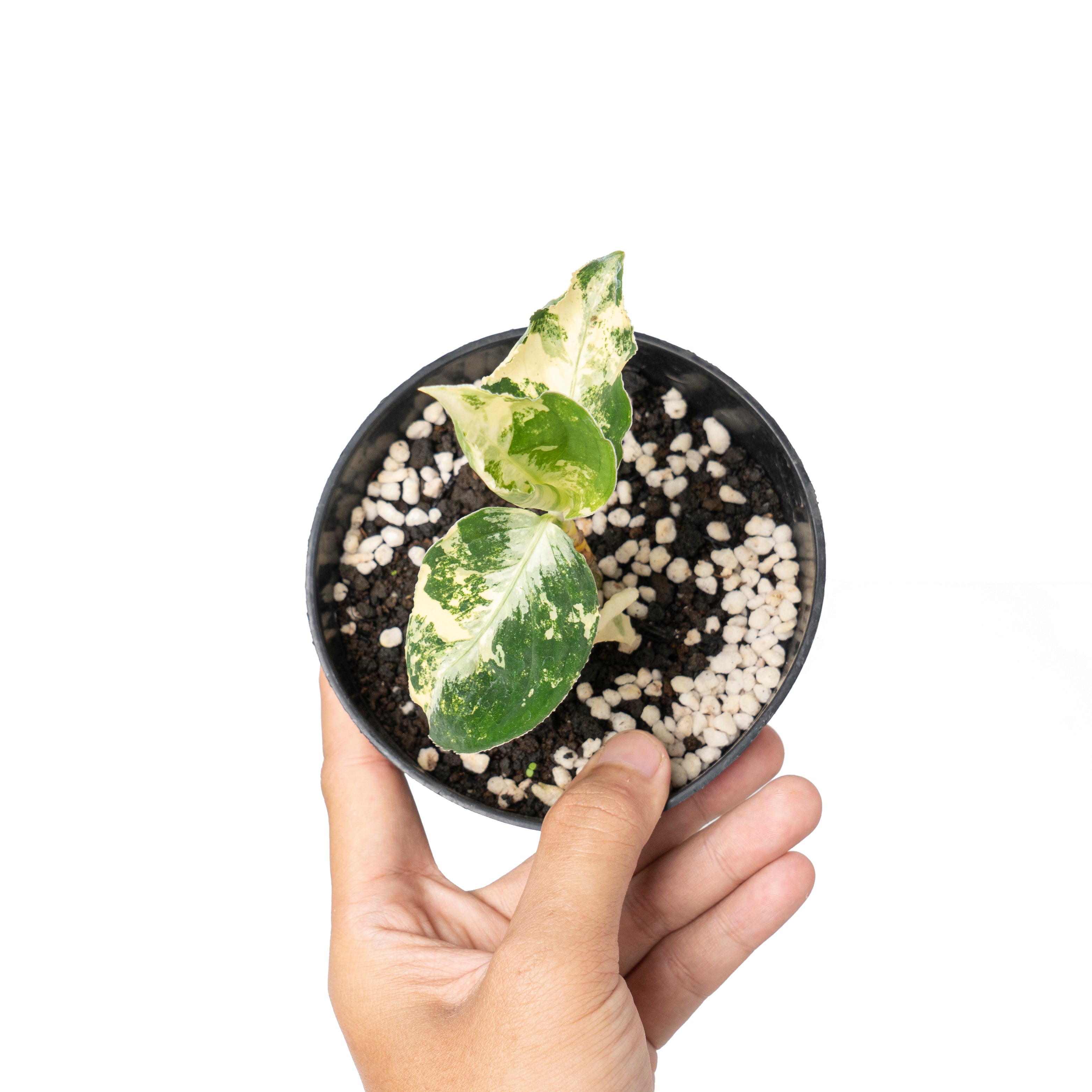 Aglaonema pictum bicolor variegated