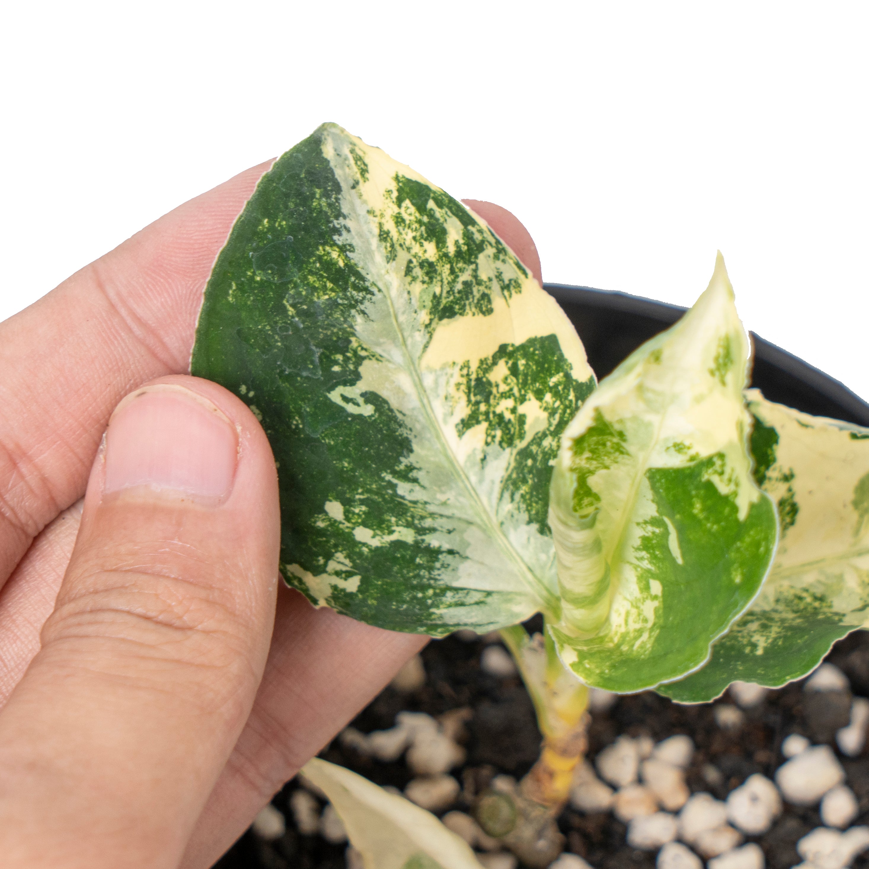 Aglaonema pictum bicolor variegated