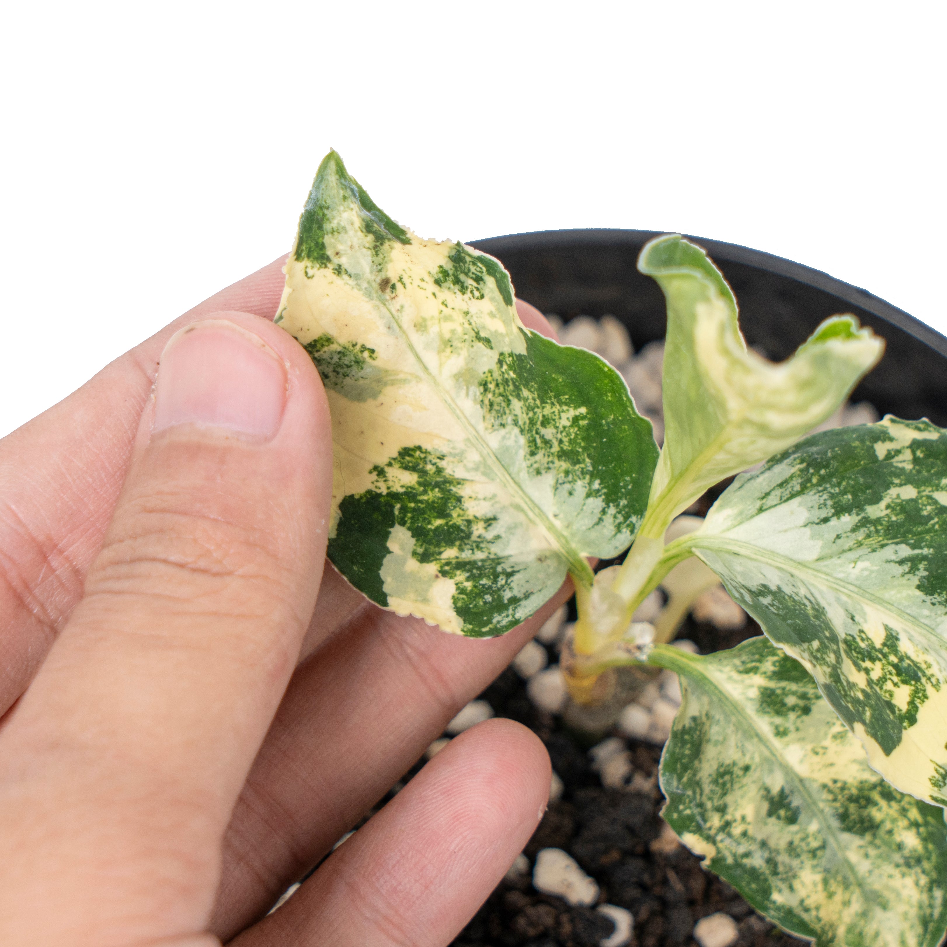 Aglaonema pictum bicolor variegated