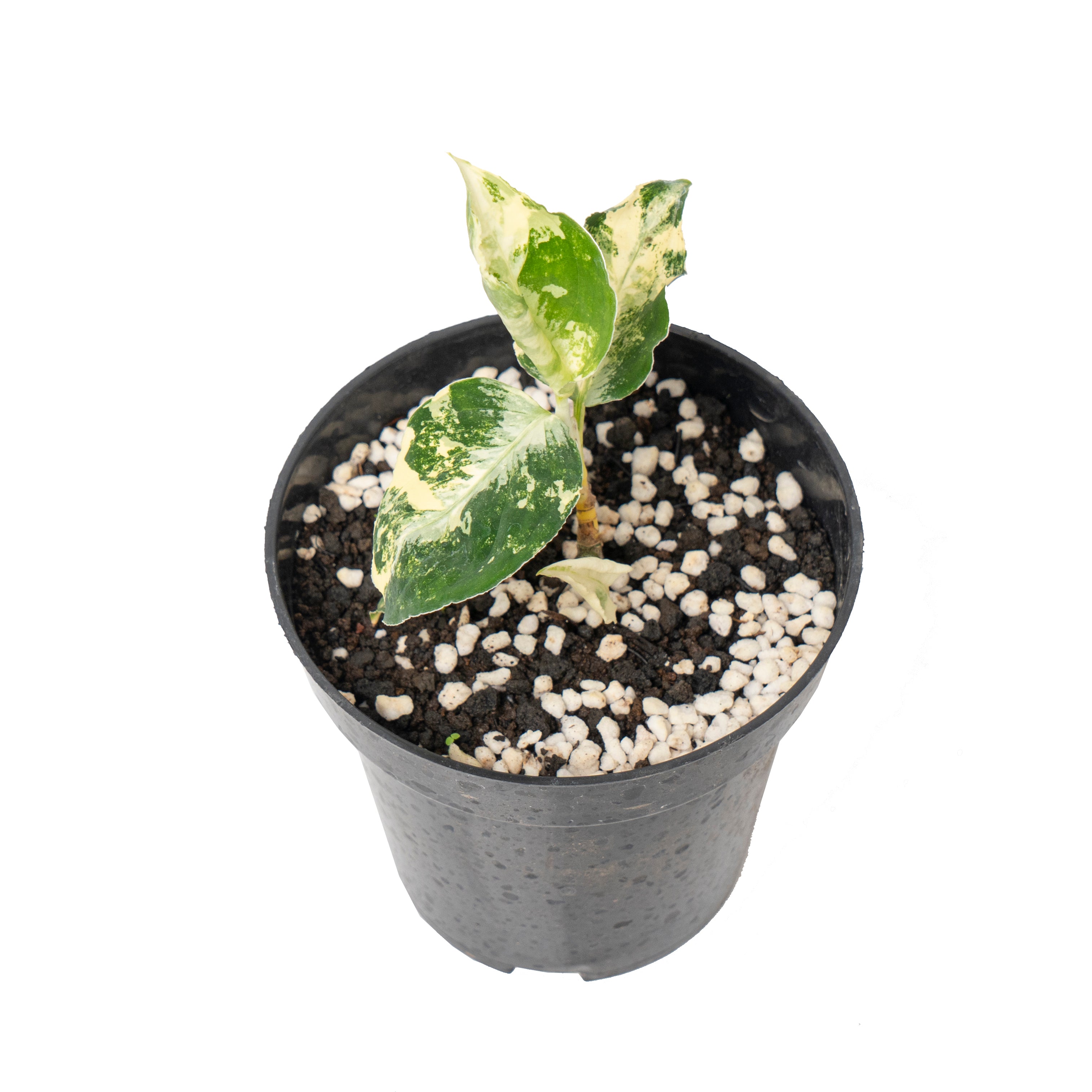Aglaonema pictum bicolor variegated