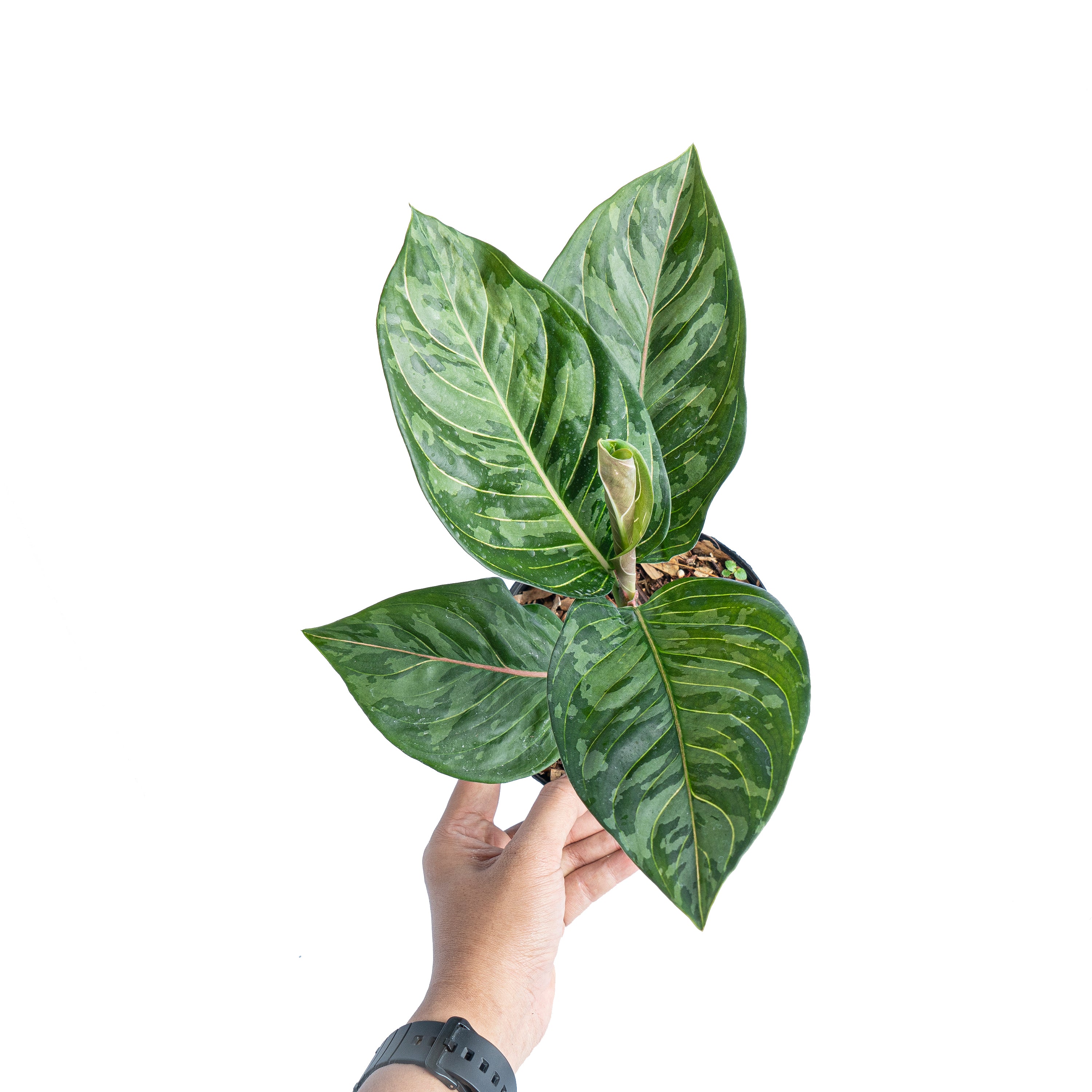 Aglaonema red army