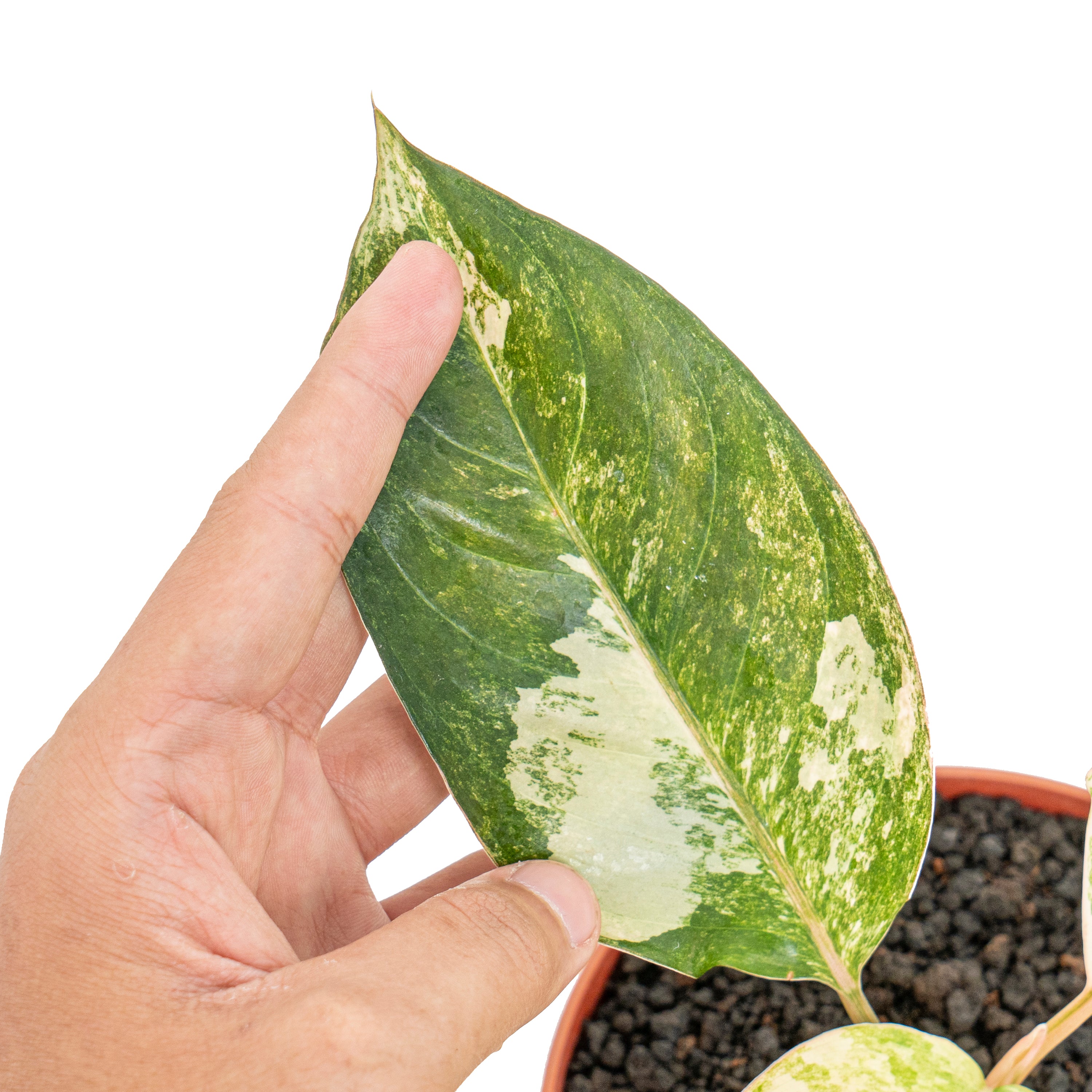 Aglaonema siam jade variegated