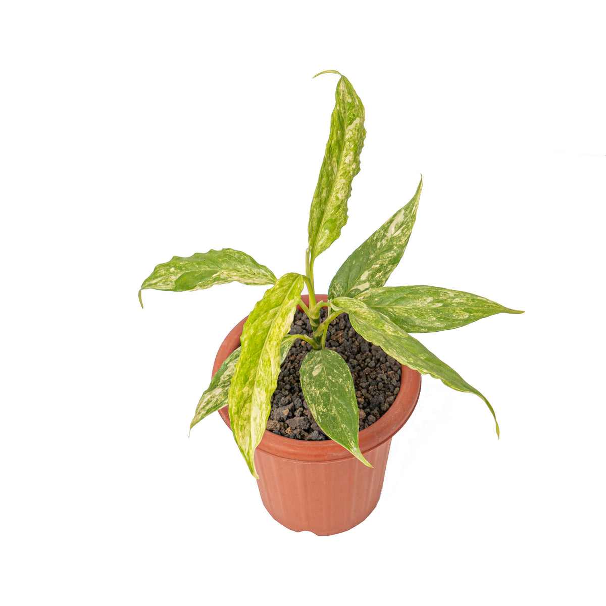 Aglaonema simplex variegated