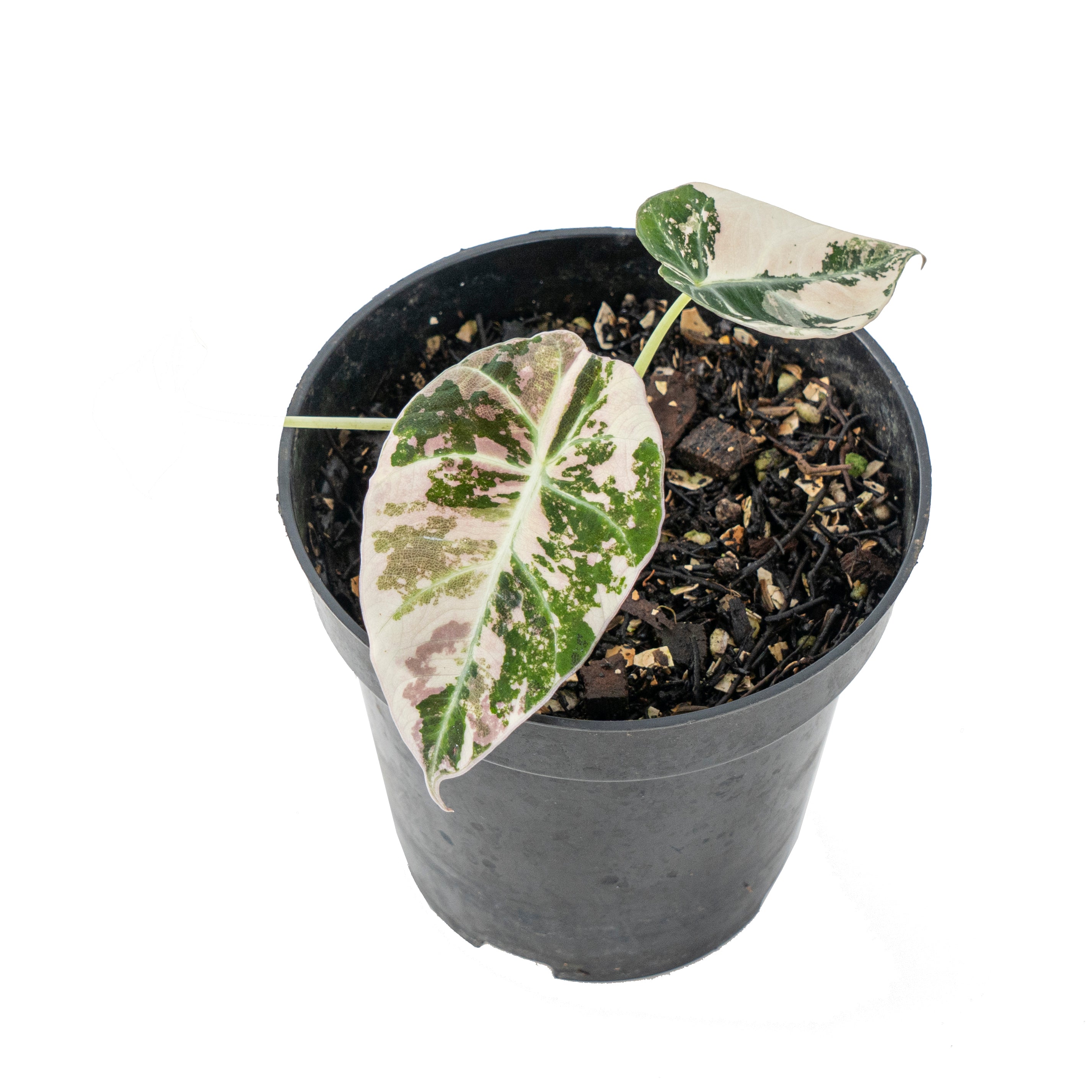 Alocasia black velvet variegated