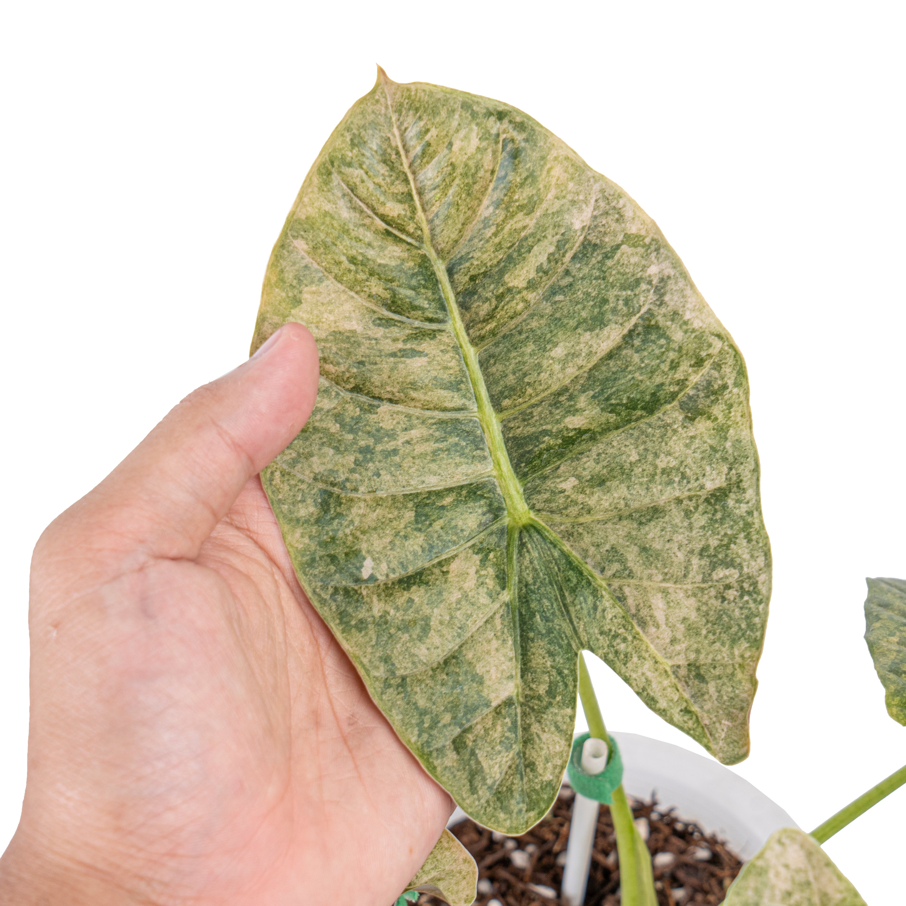 Alocasia golden bone variegated