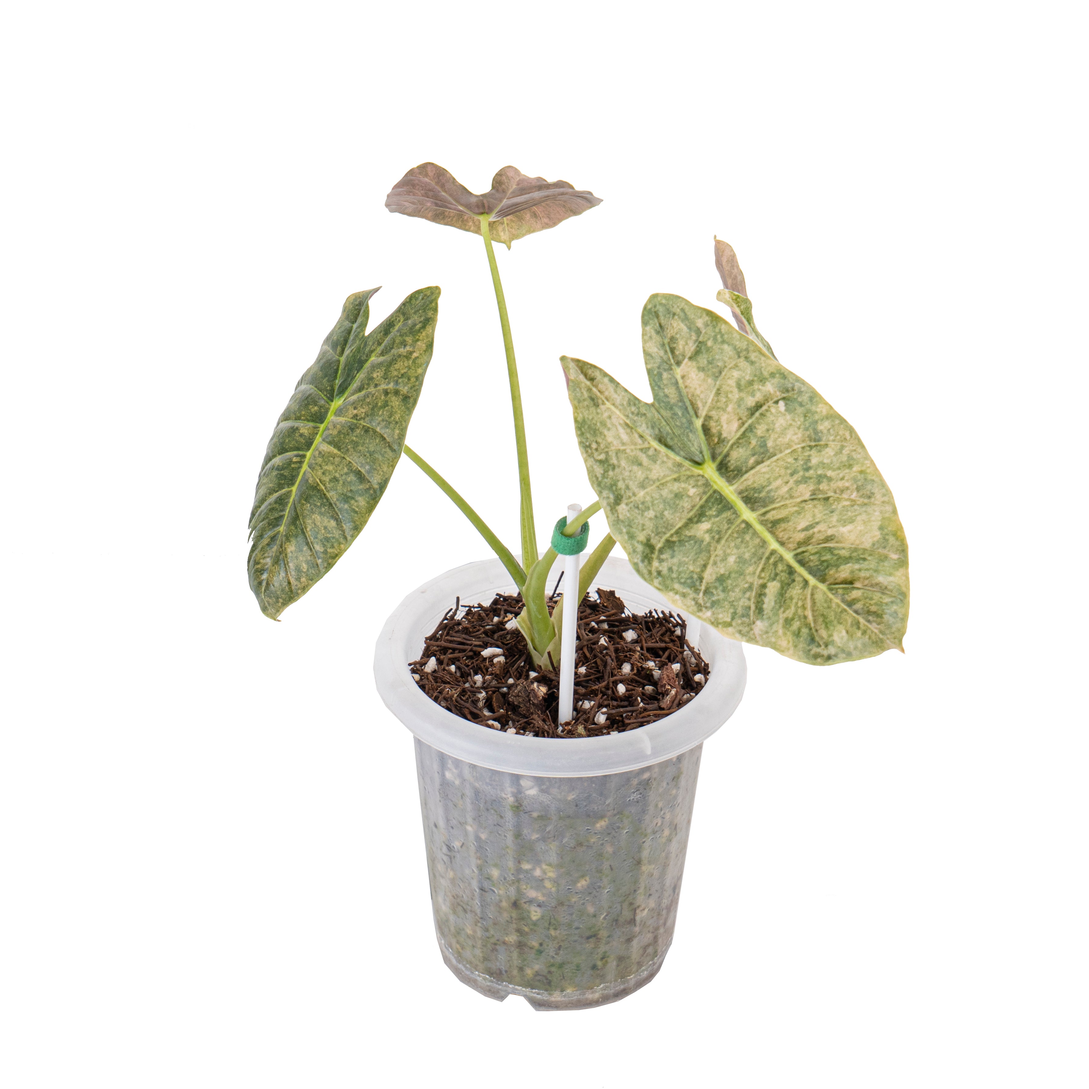 Alocasia golden bone variegated