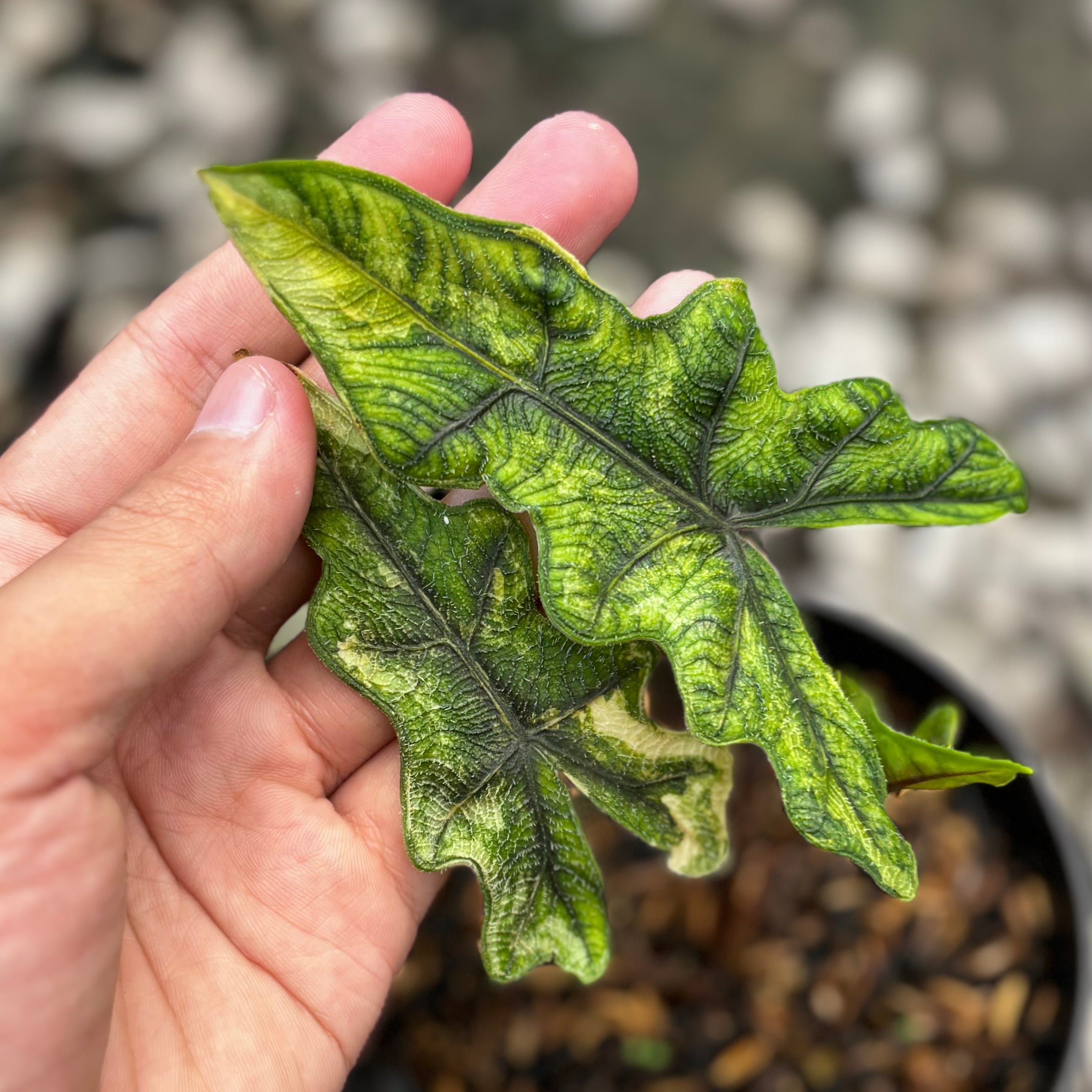Alocasia jacklyn variegated