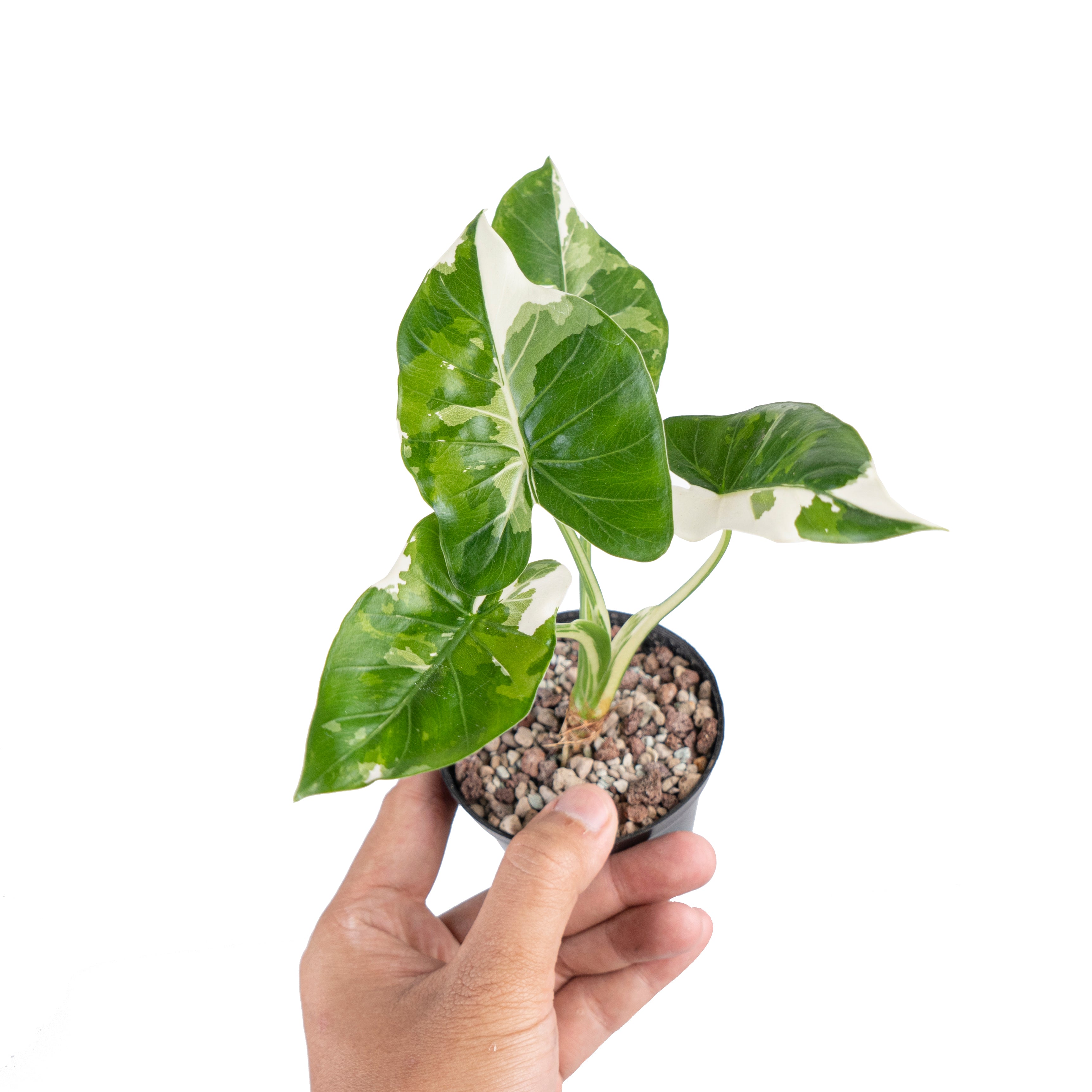 Alocasia odora okinawa variegated