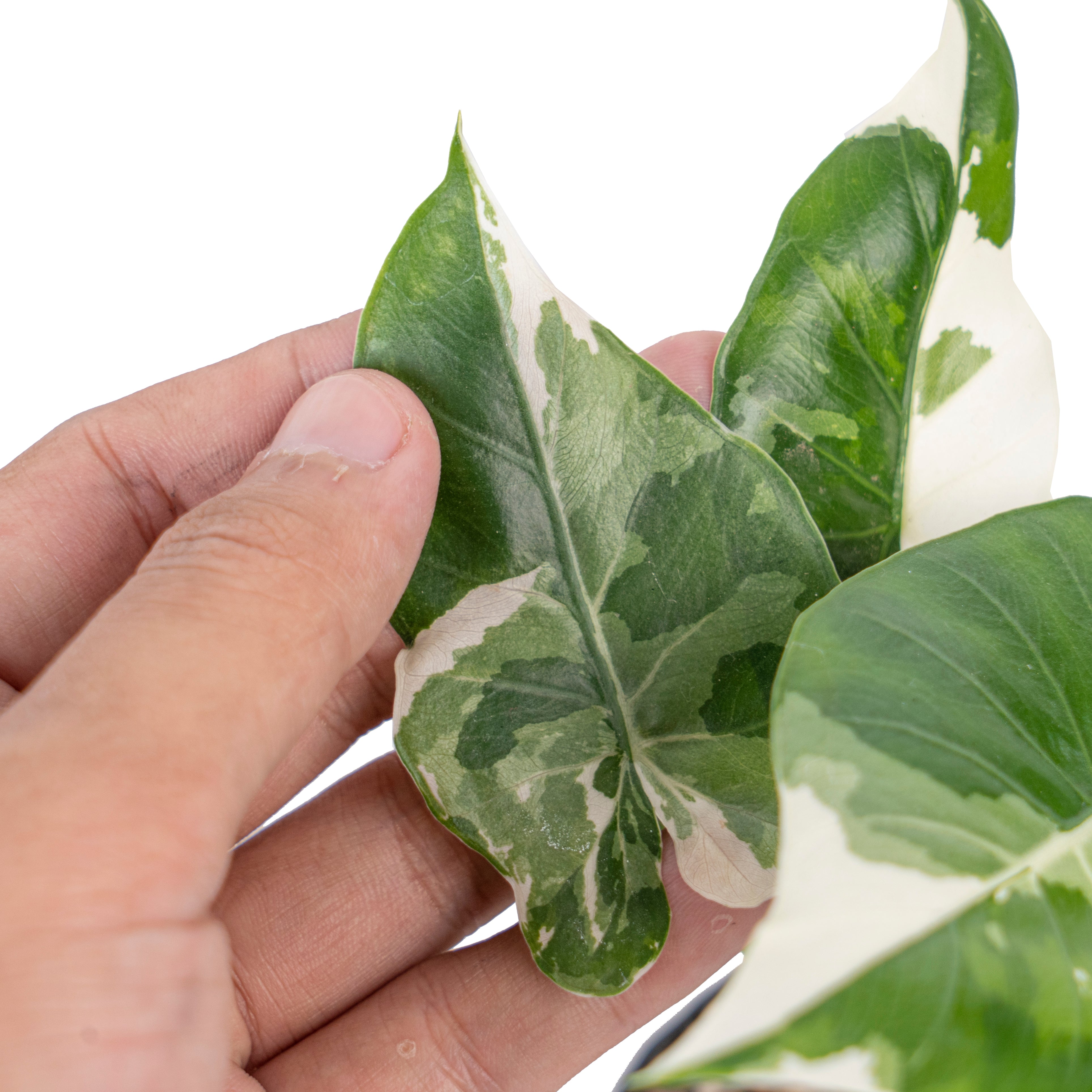 Alocasia odora okinawa variegated