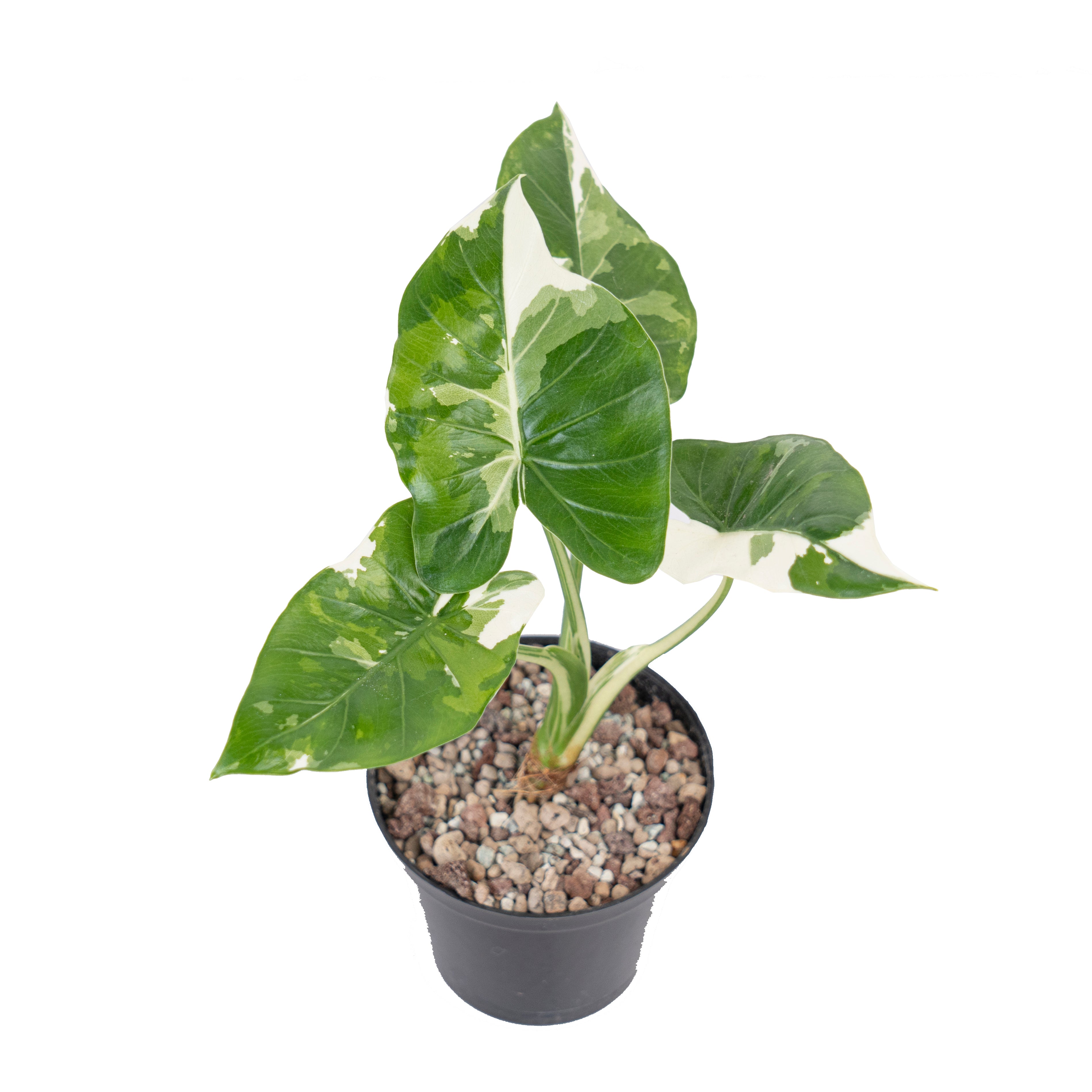 Alocasia odora okinawa variegated