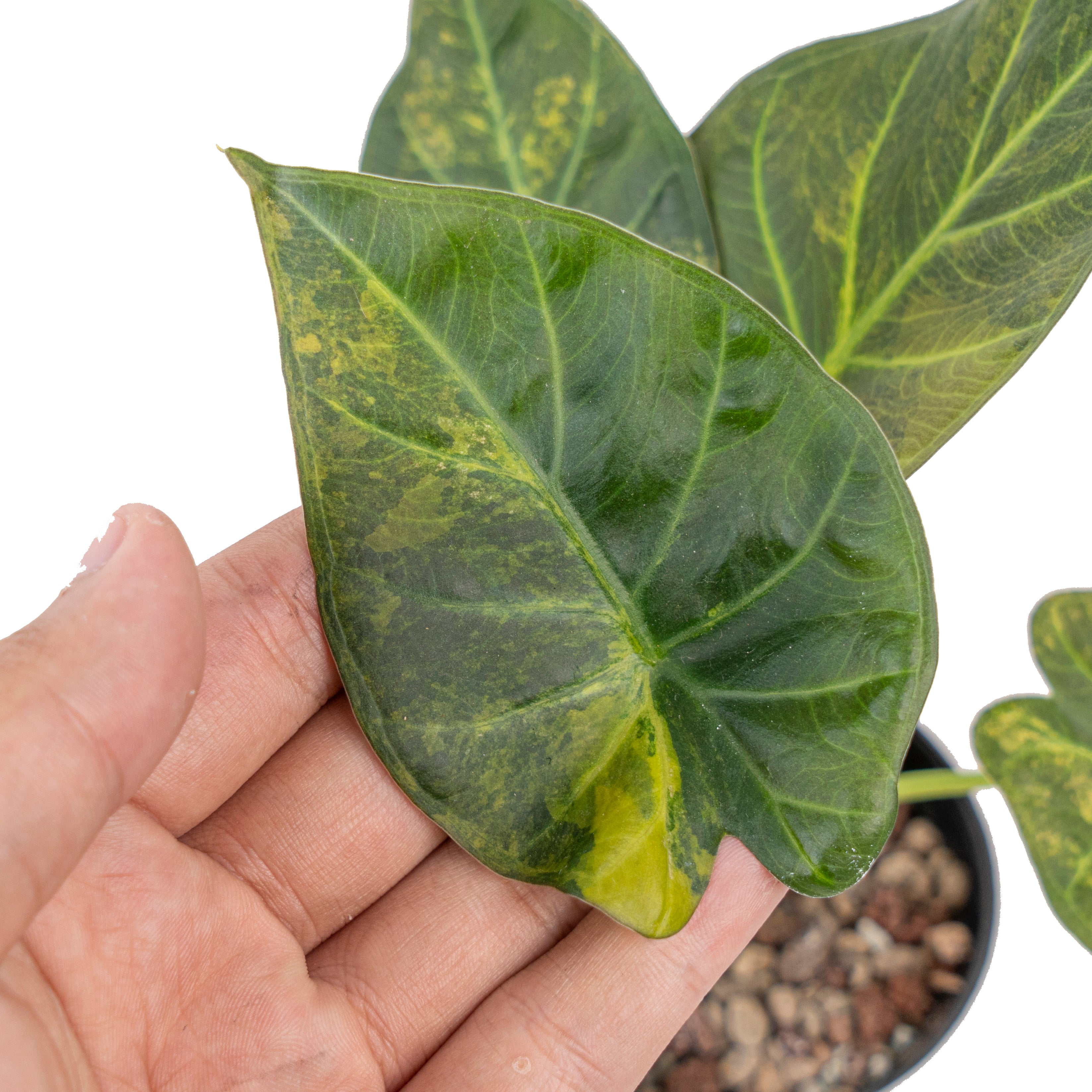 Alocasia regal shield variegated