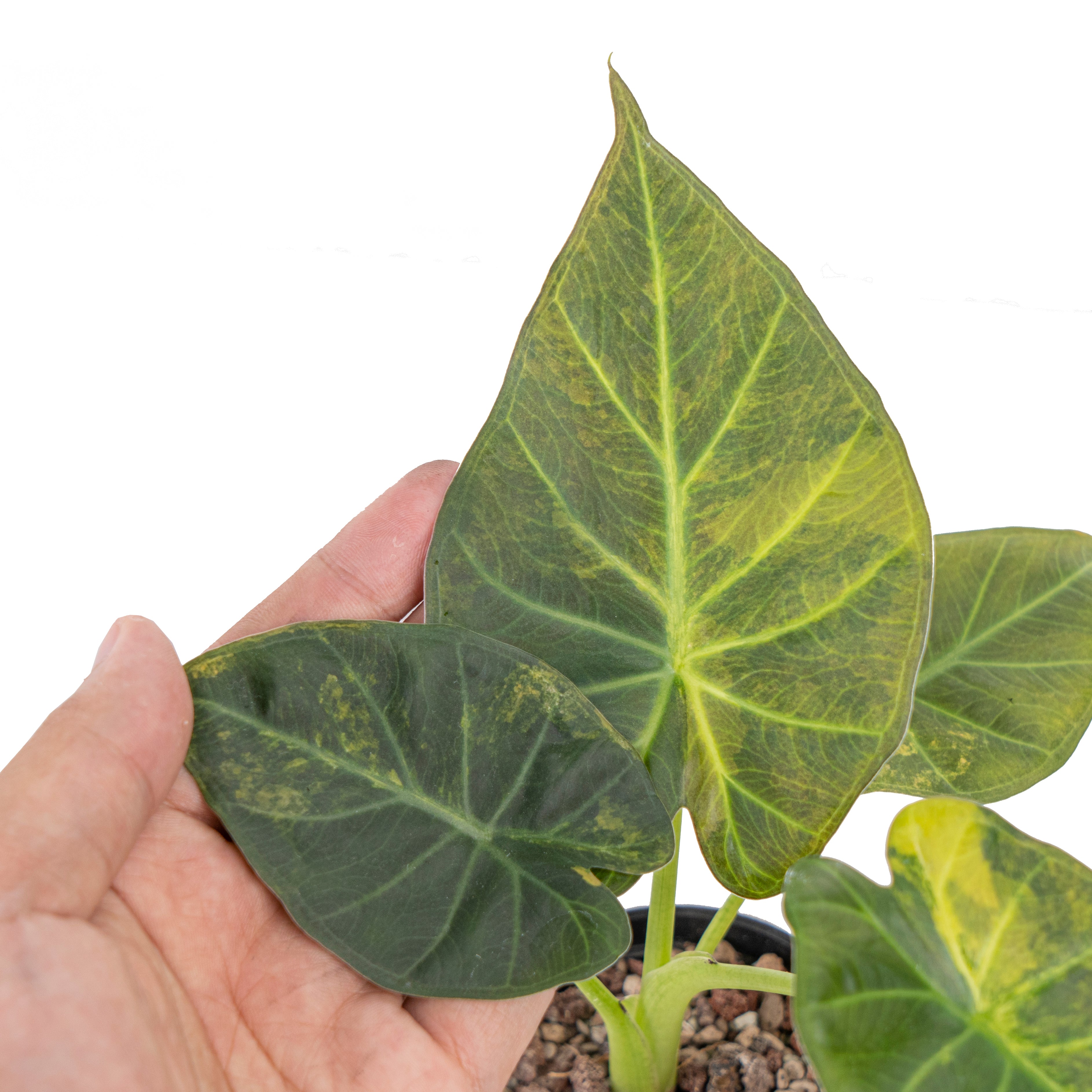 Alocasia regal shield variegated