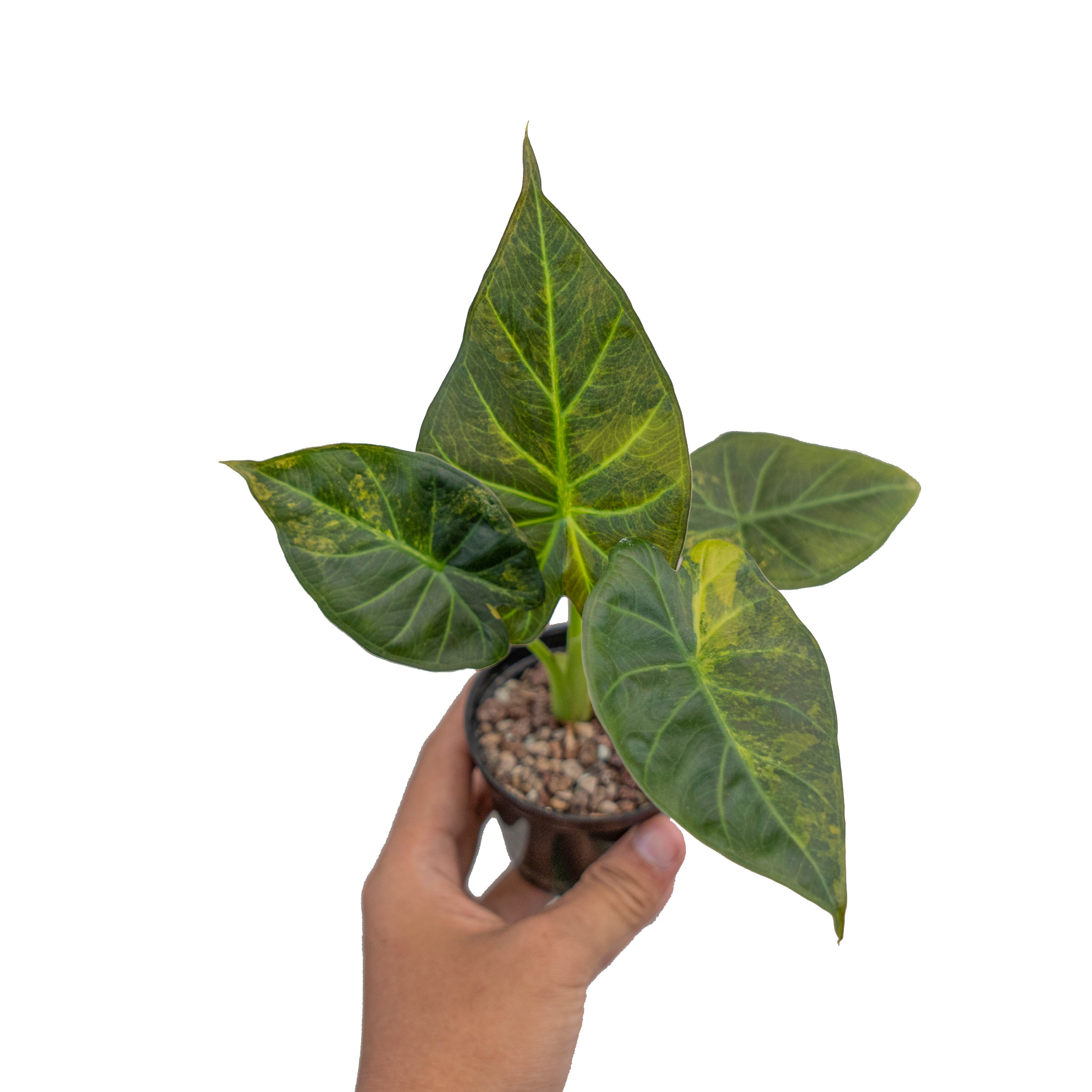 Alocasia regal shield variegated