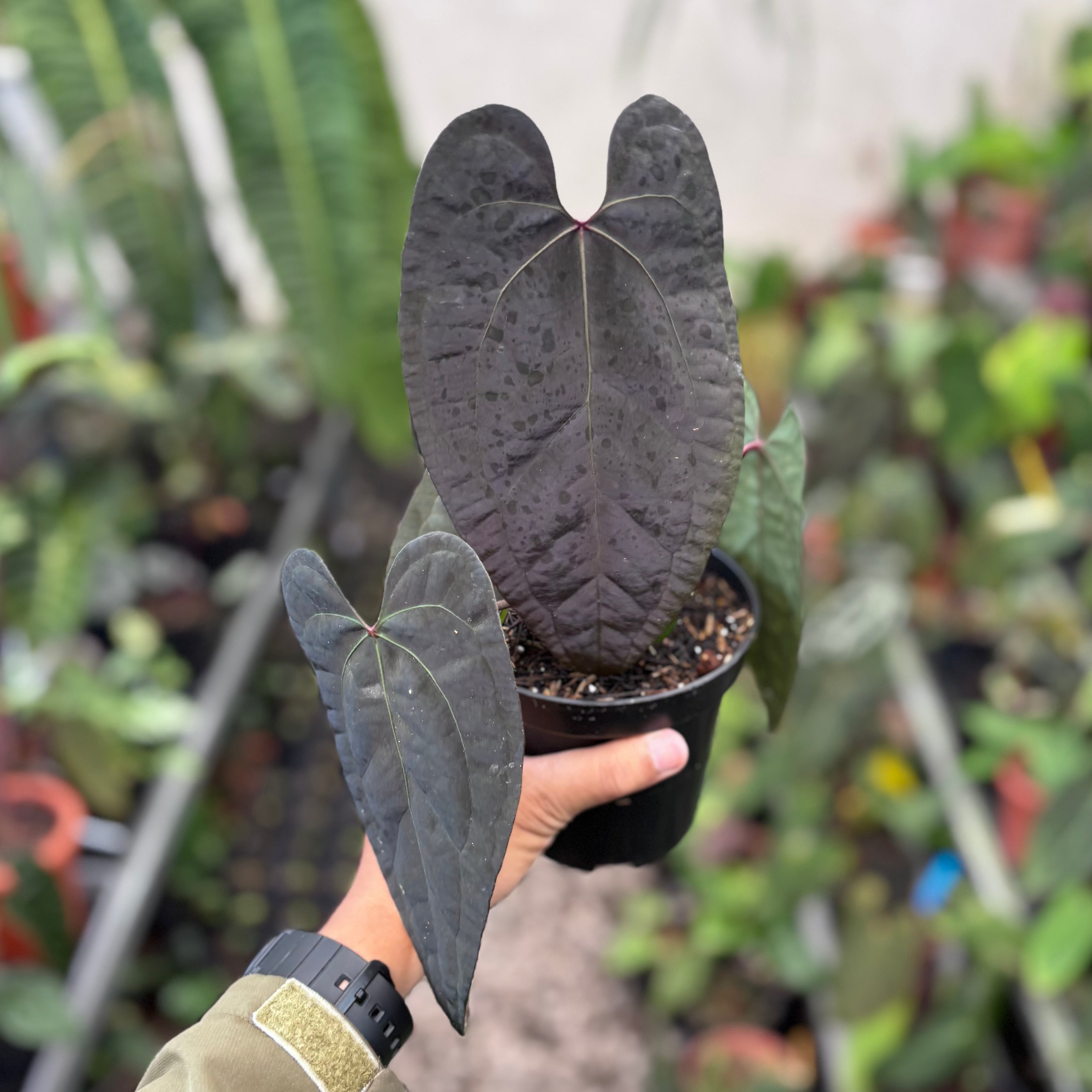 Anthurium AOS dark form x RVDP