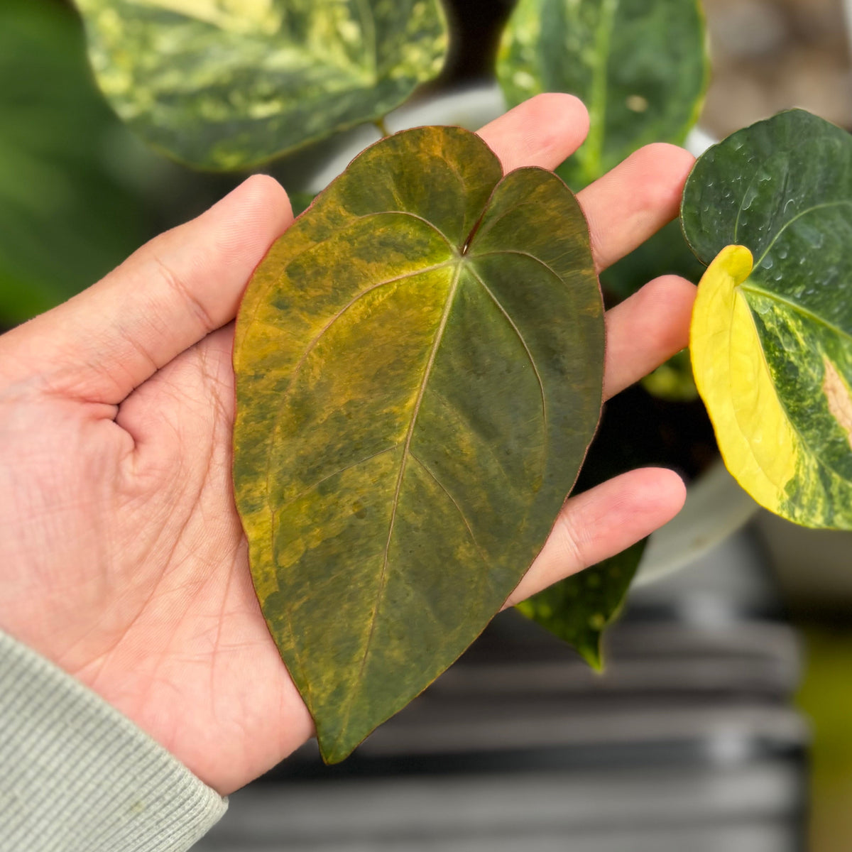 Anthurium Ace of Spades Variegated