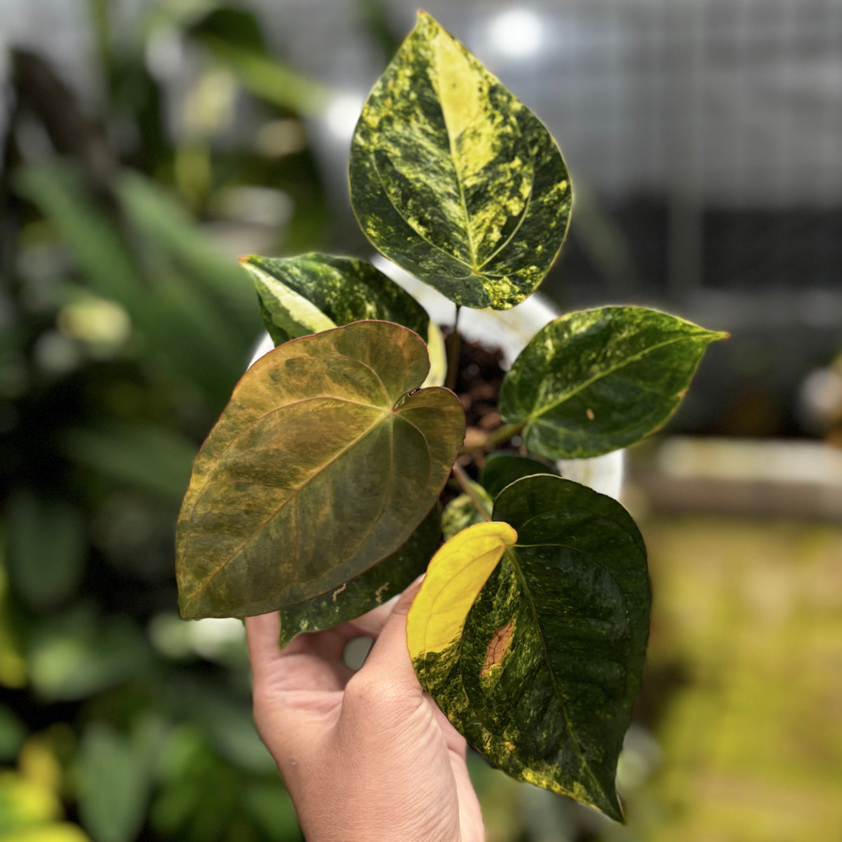 Anthurium Ace of Spades Variegated
