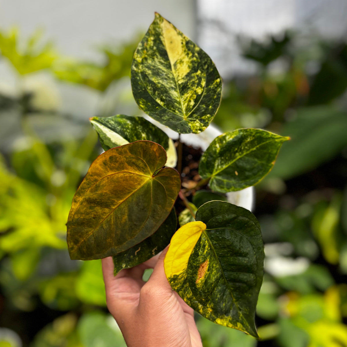 Anthurium Ace of Spades Variegated