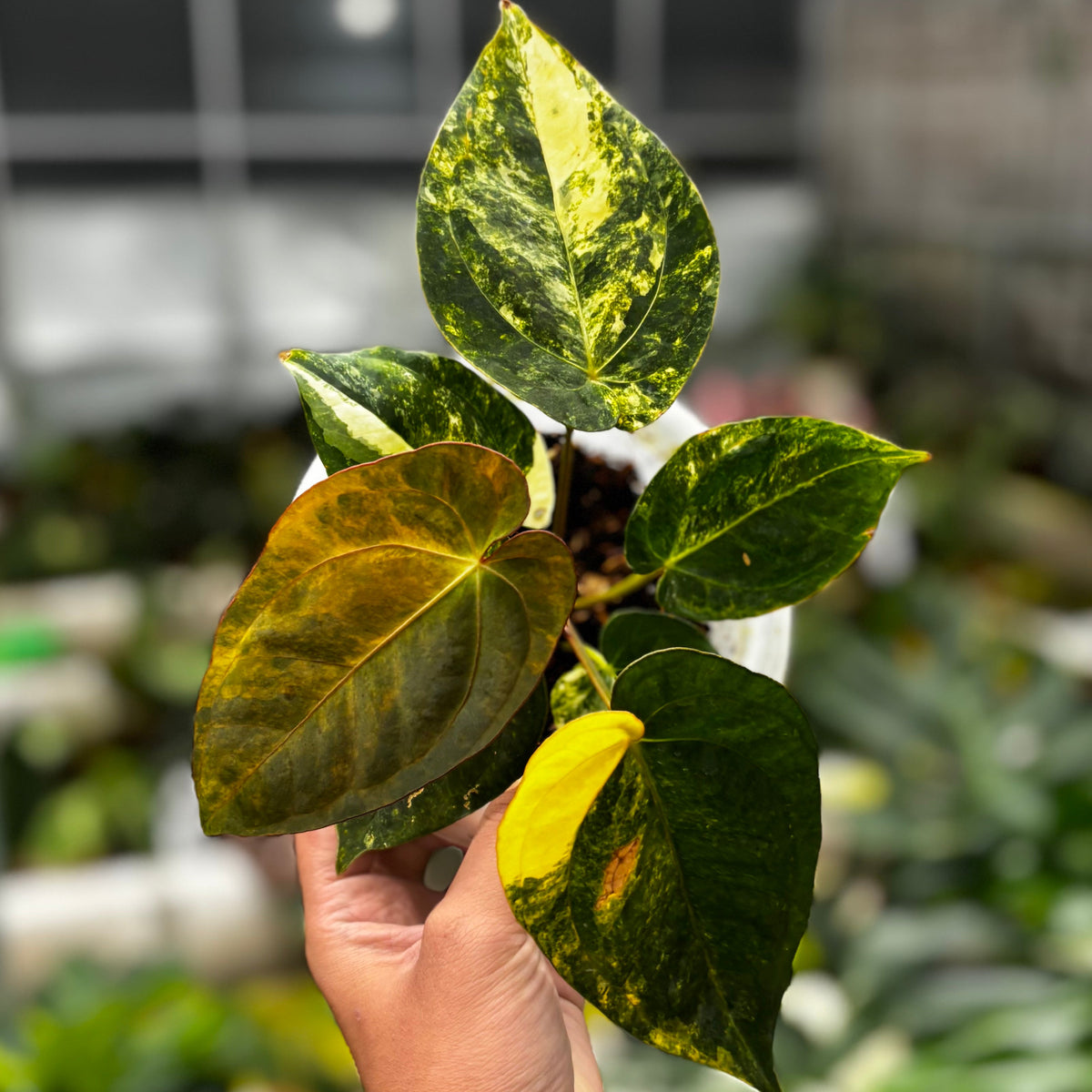 Anthurium Ace of Spades Variegated