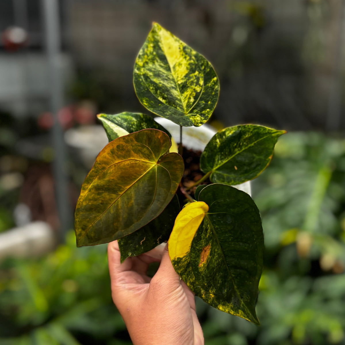 Anthurium Ace of Spades Variegated