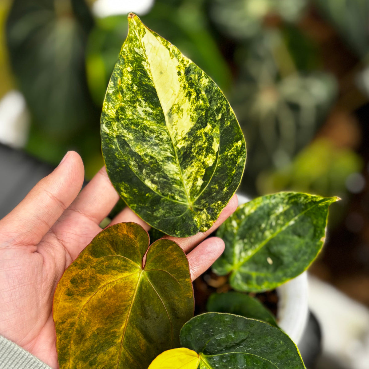 Anthurium Ace of Spades Variegated