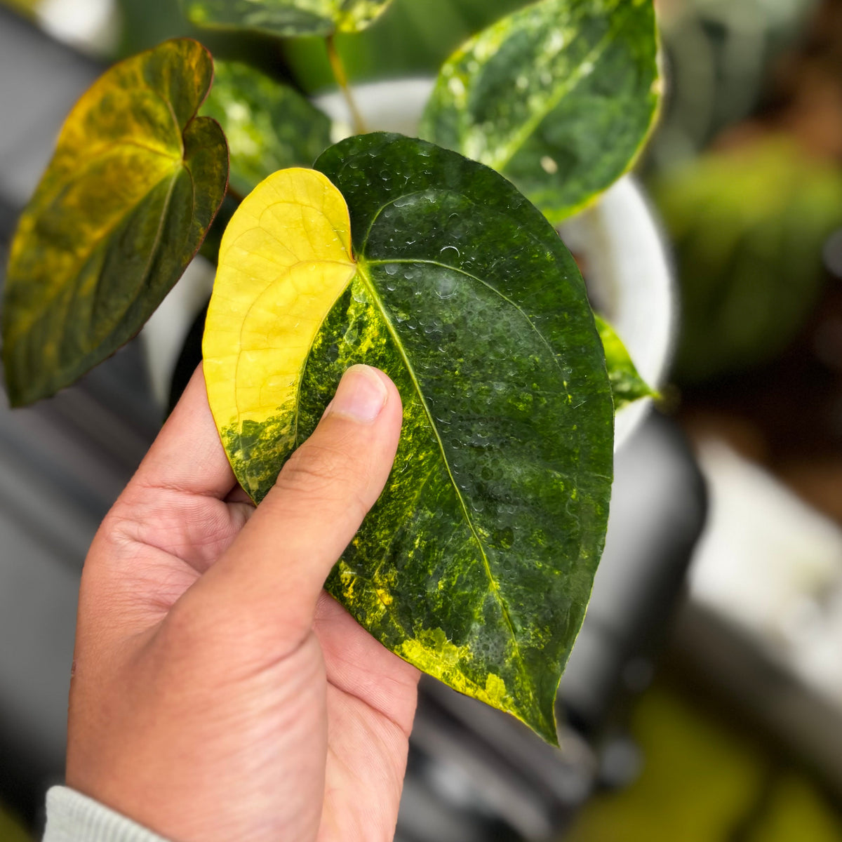 Anthurium Ace of Spades Variegated