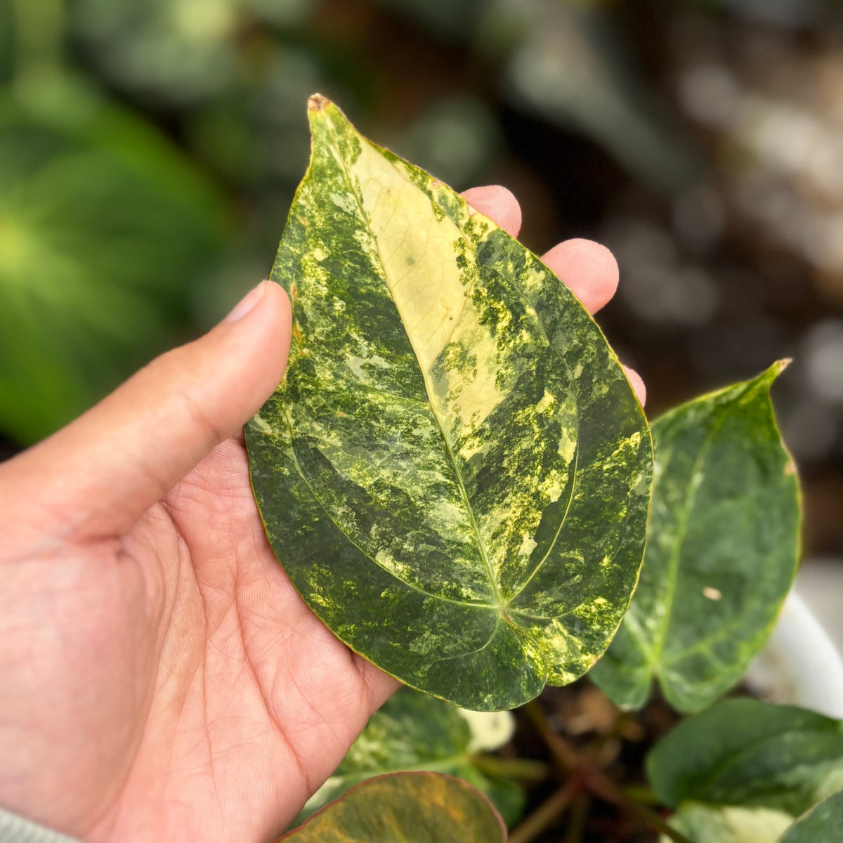 Anthurium Ace of Spades Variegated