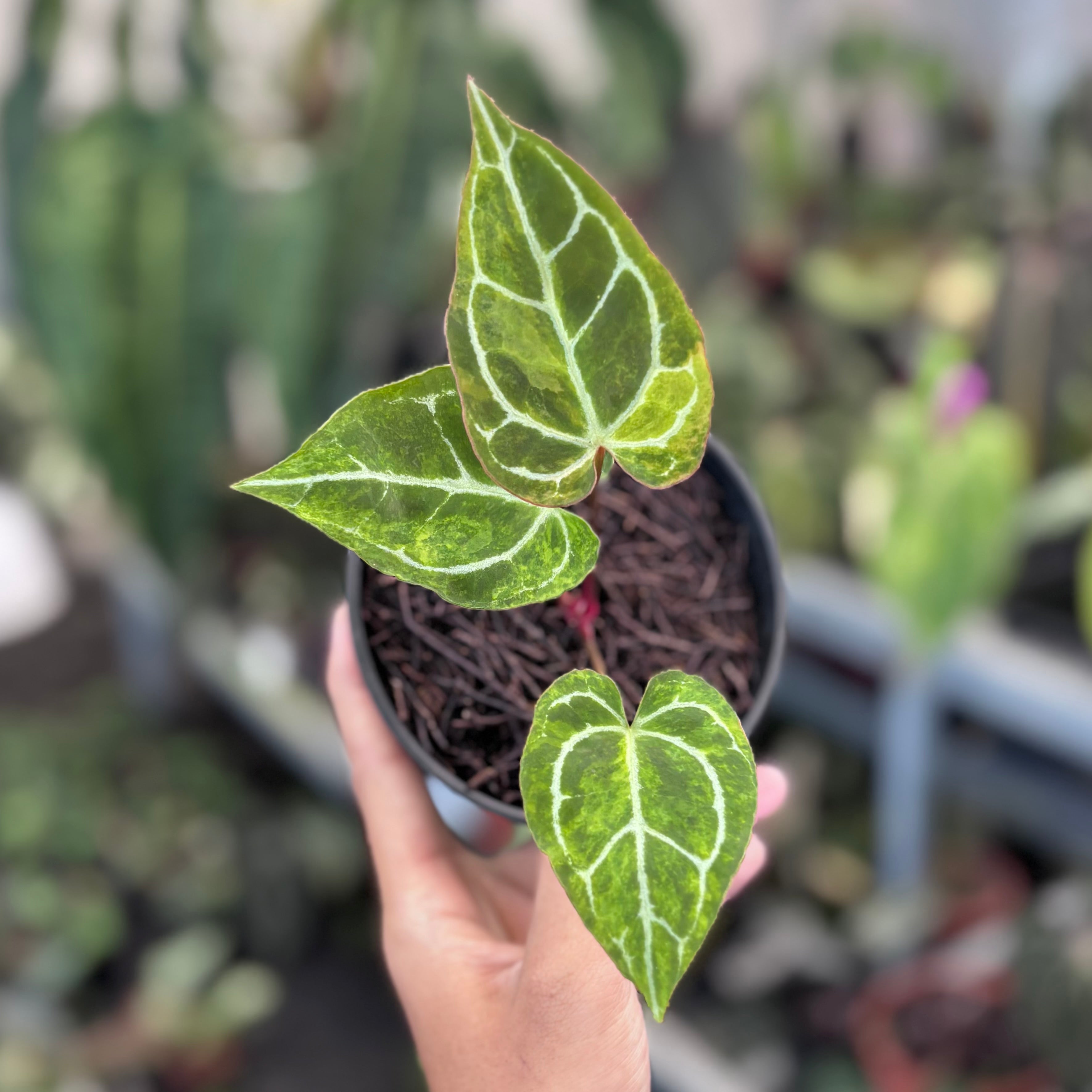Anthurium Crystallinum Red Stem Variegated