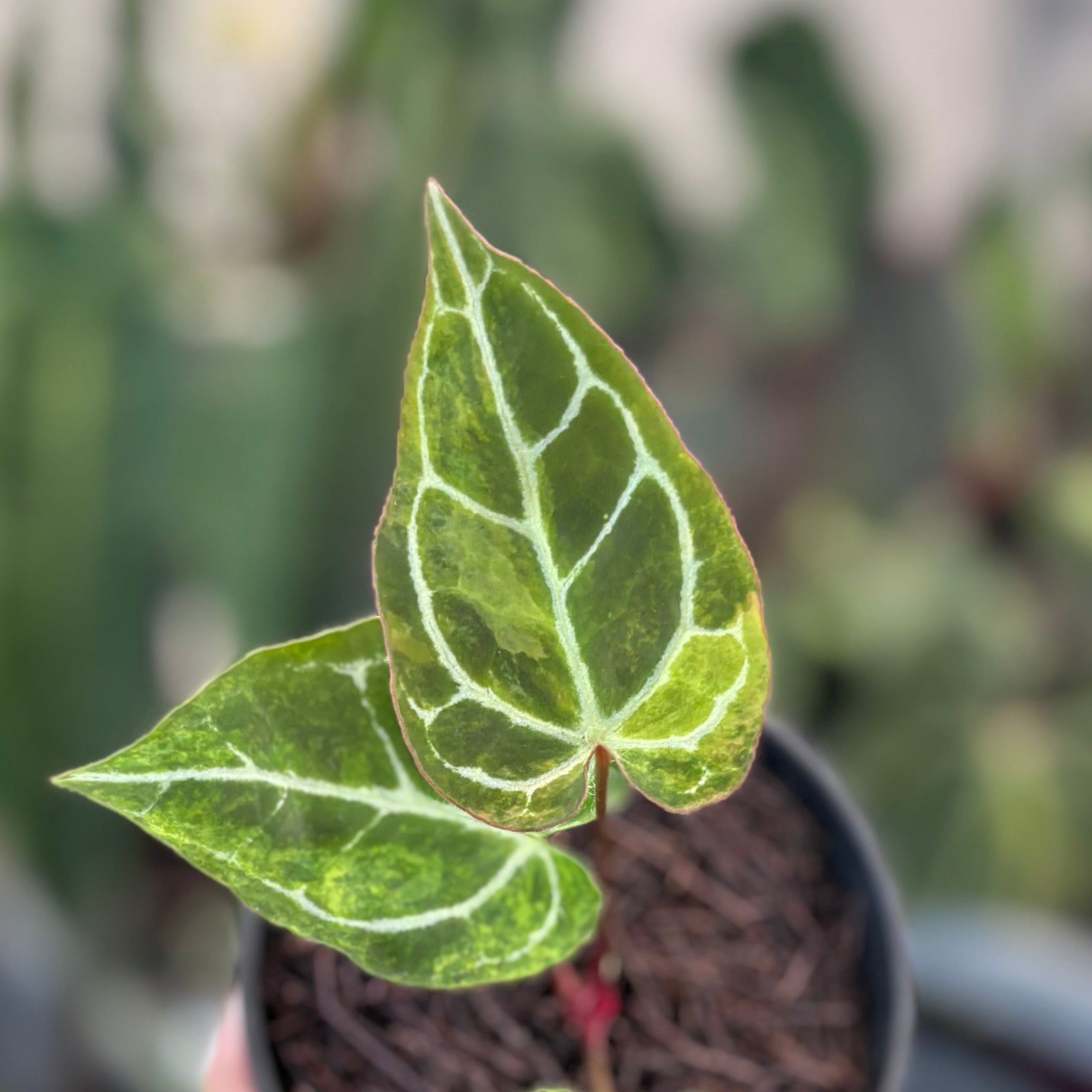 Anthurium Crystallinum Red Stem Variegated