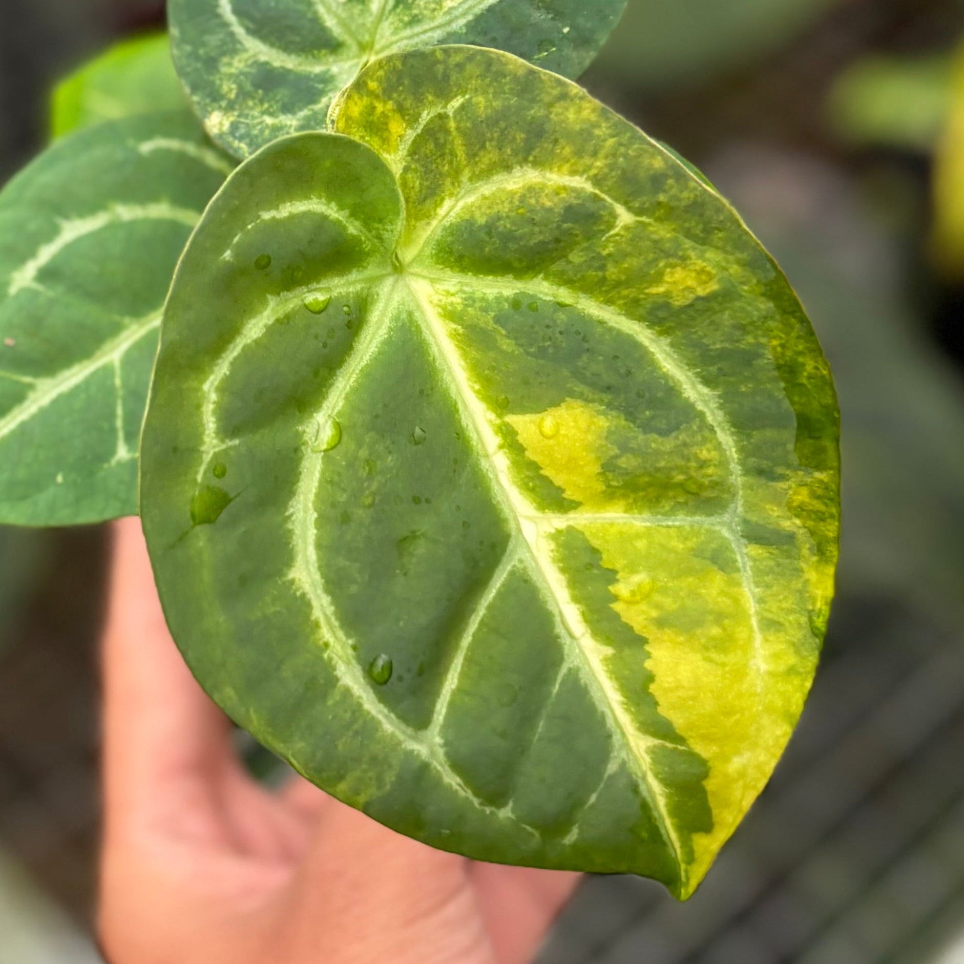 Anthurium Forgetii Var x (Angela x Black Widow)