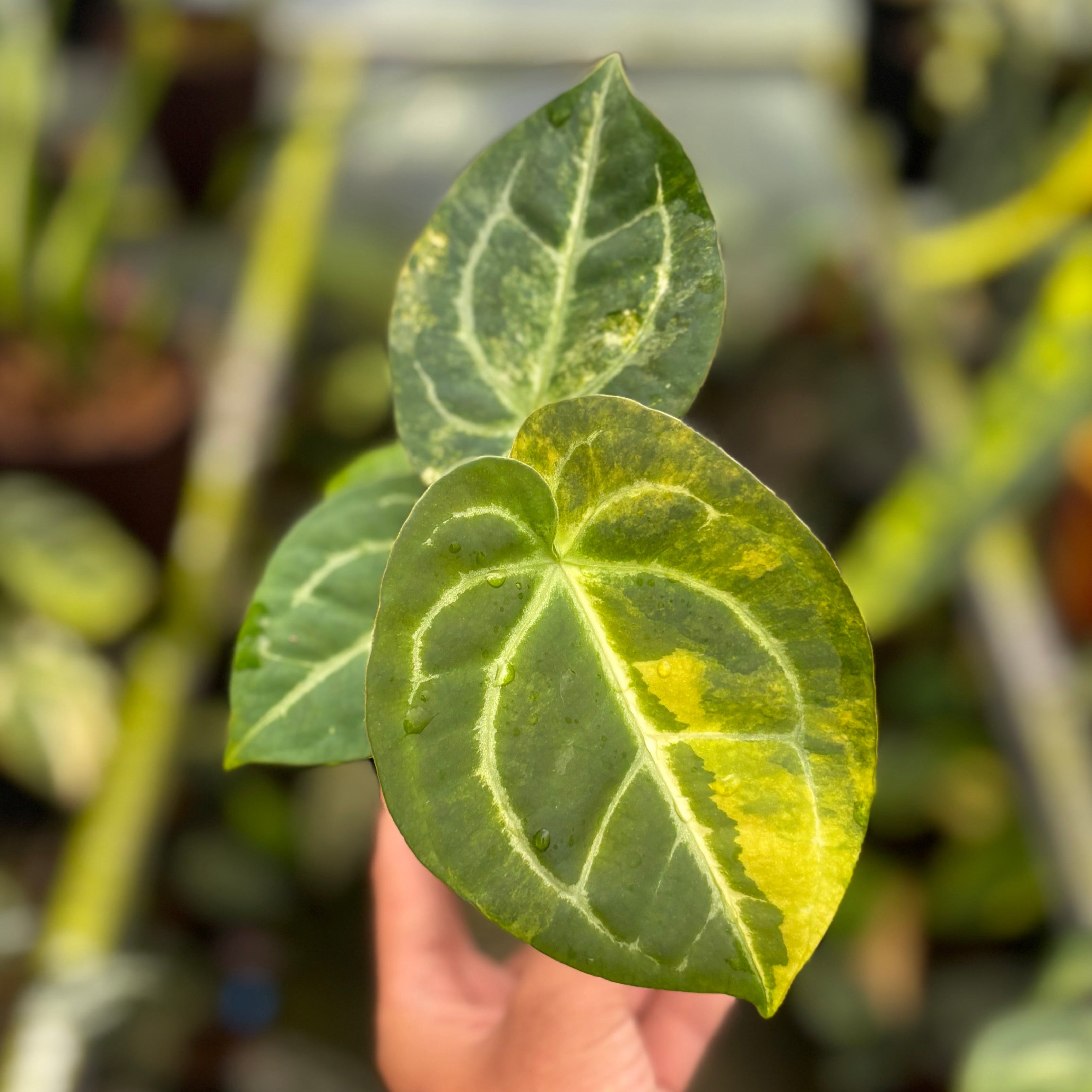 Anthurium Forgetii Var x (Angela x Black Widow)