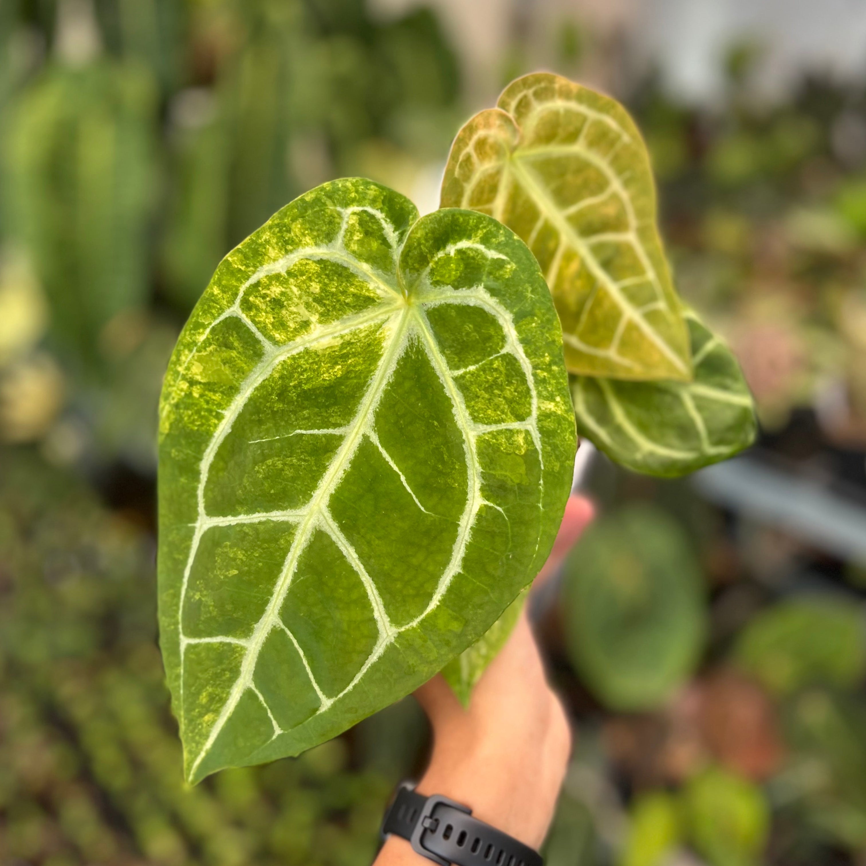 Anthurium Forgetii Var x (Angela x Black Widow) Big Size