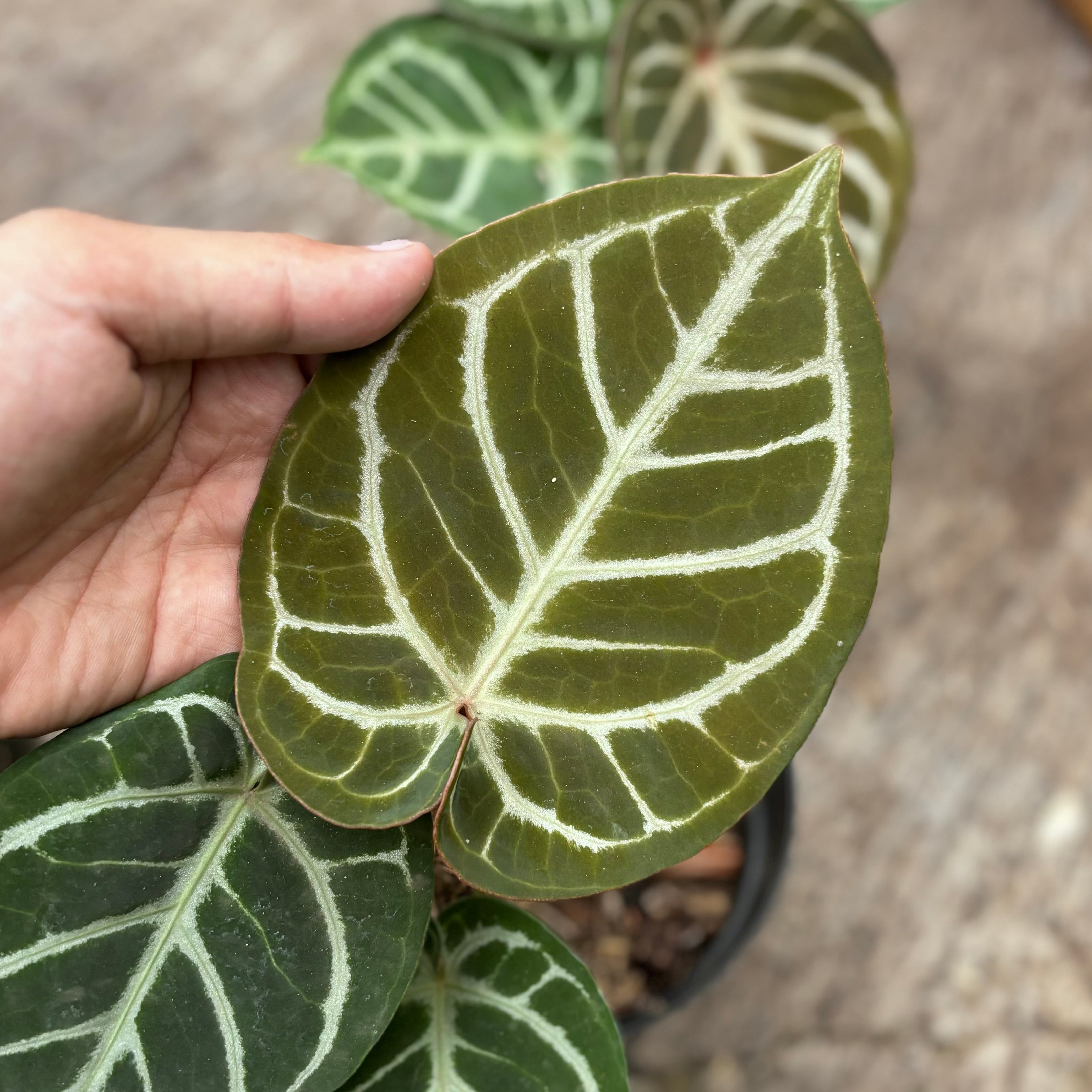 Anthurium KOS x Red crystallinum