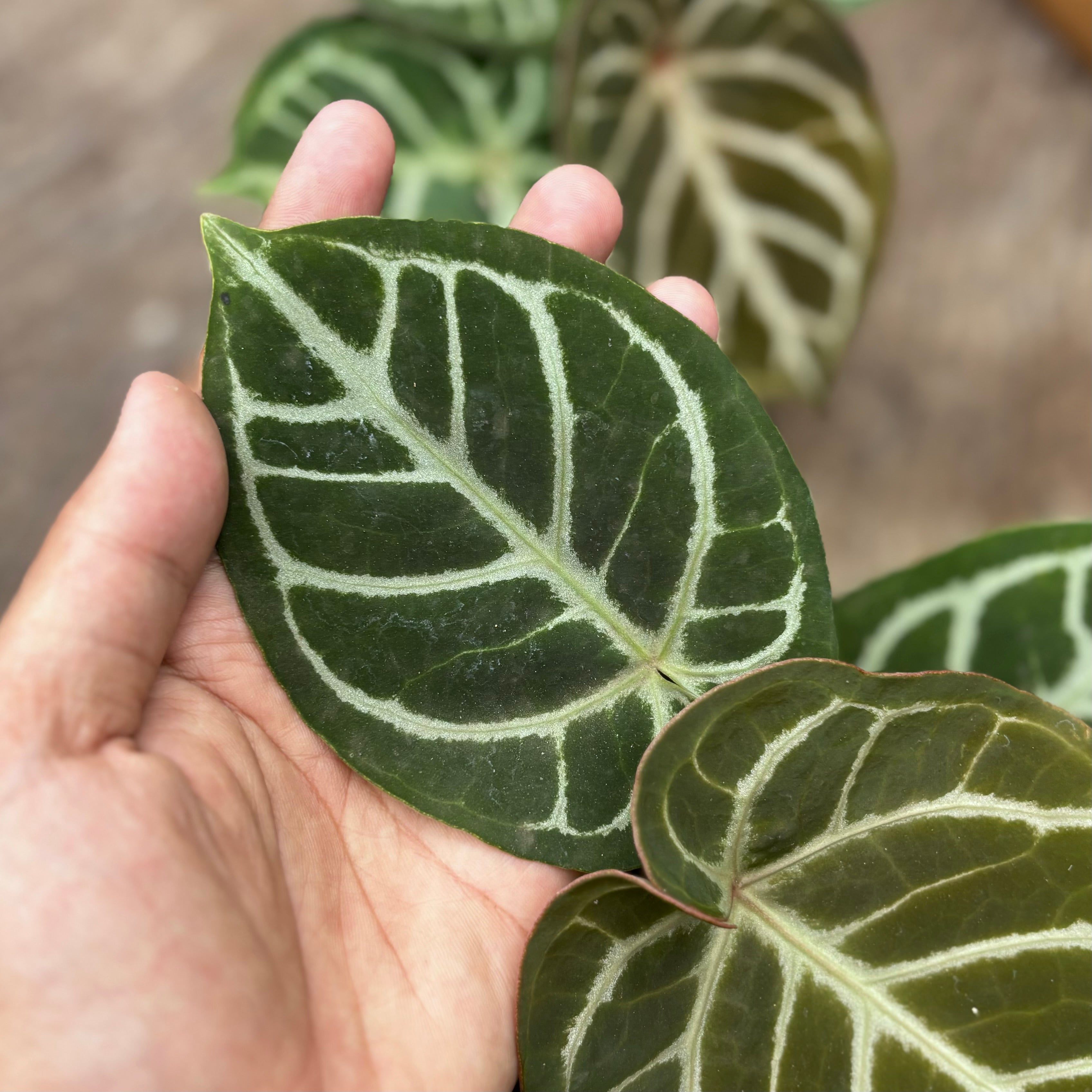 Anthurium KOS x Red crystallinum
