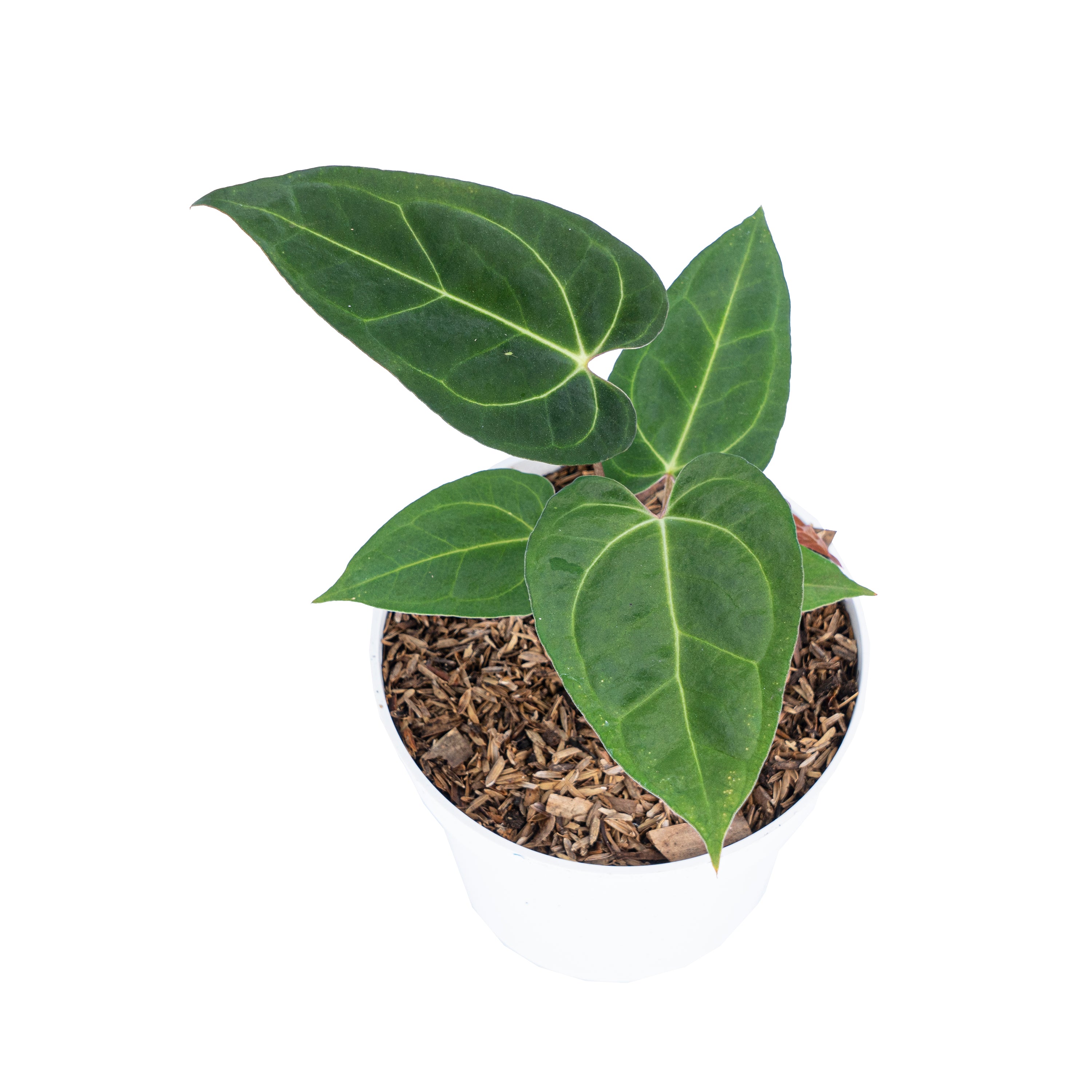 Anthurium Papillilaminum Legend