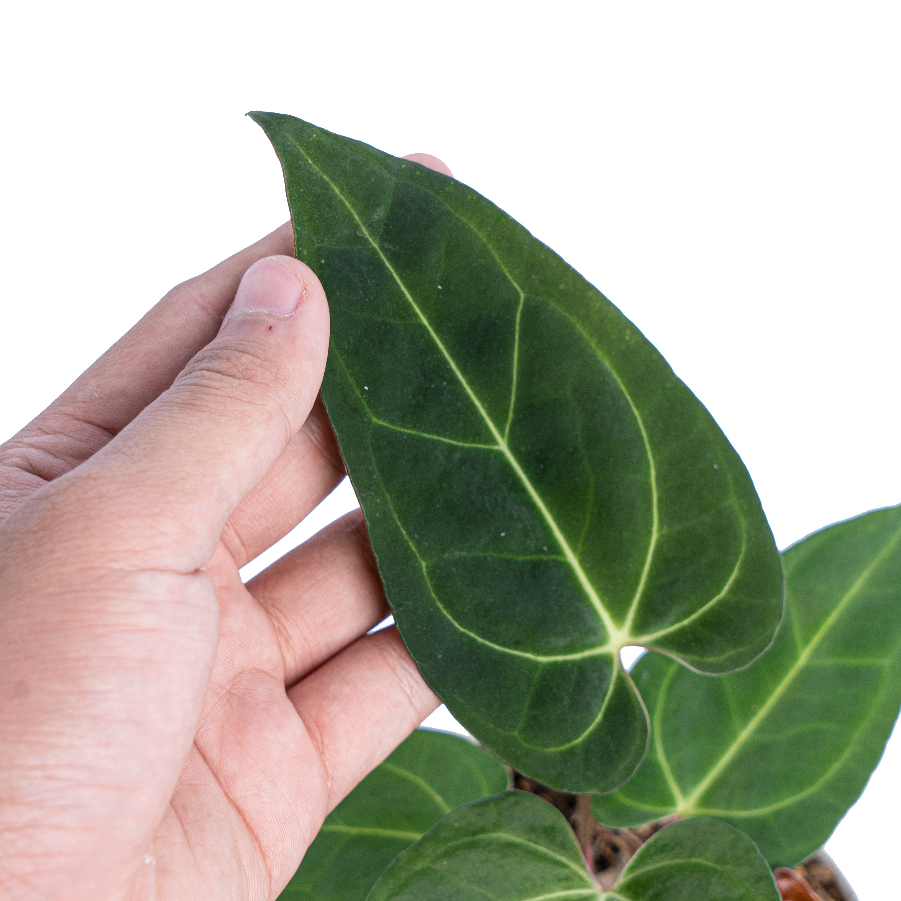 Anthurium Papillilaminum Legend