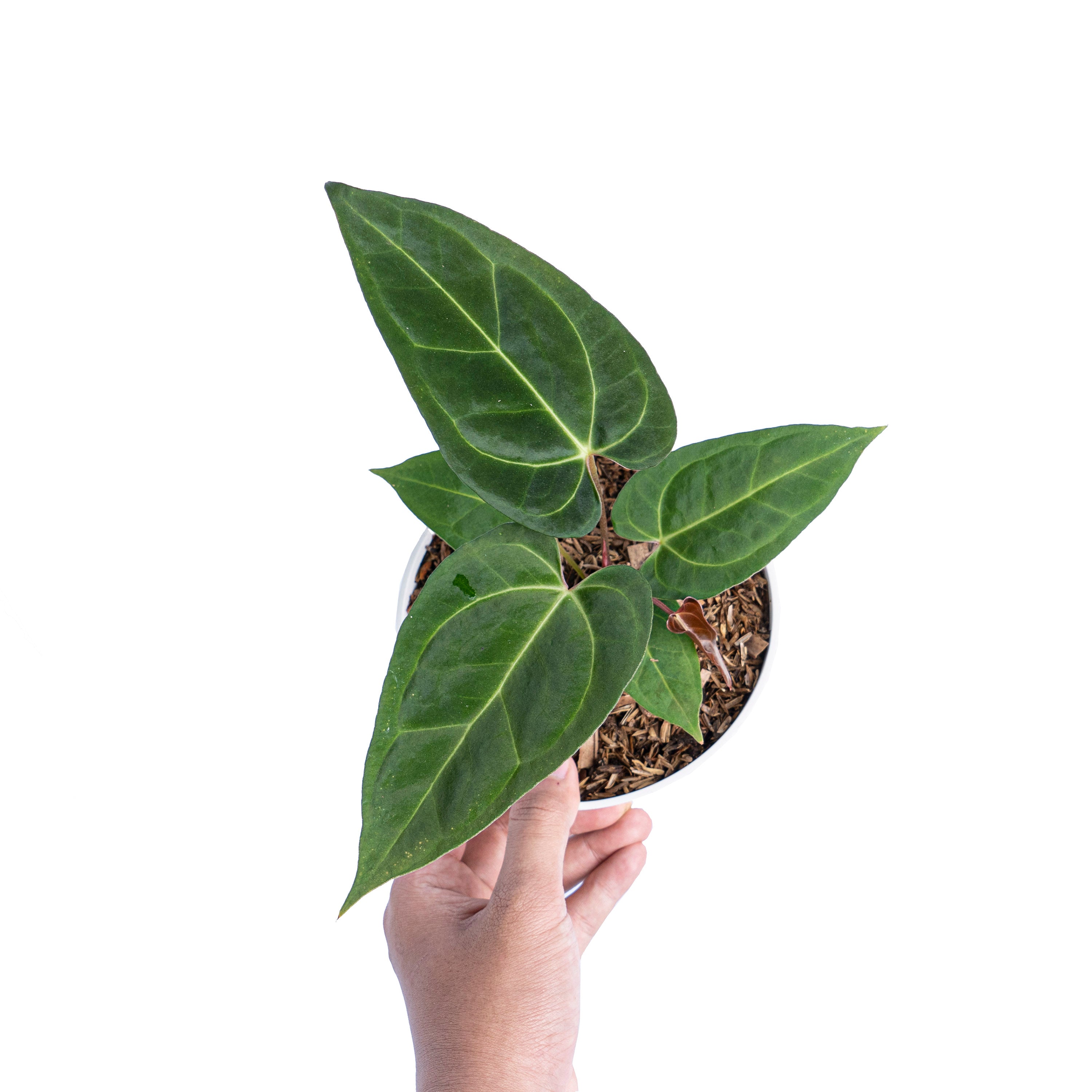 Anthurium Papillilaminum Legend