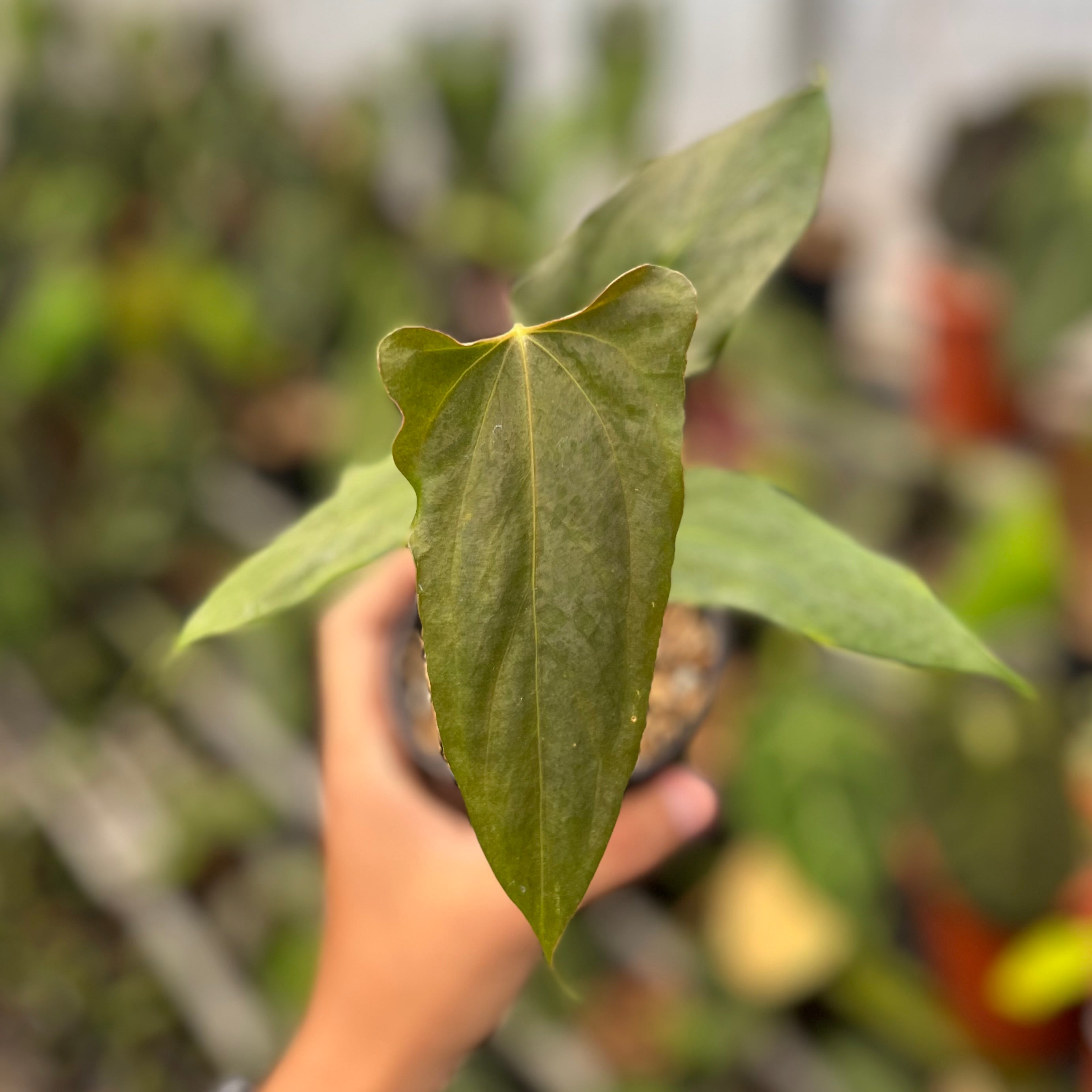 Anthurium Portillae x RL