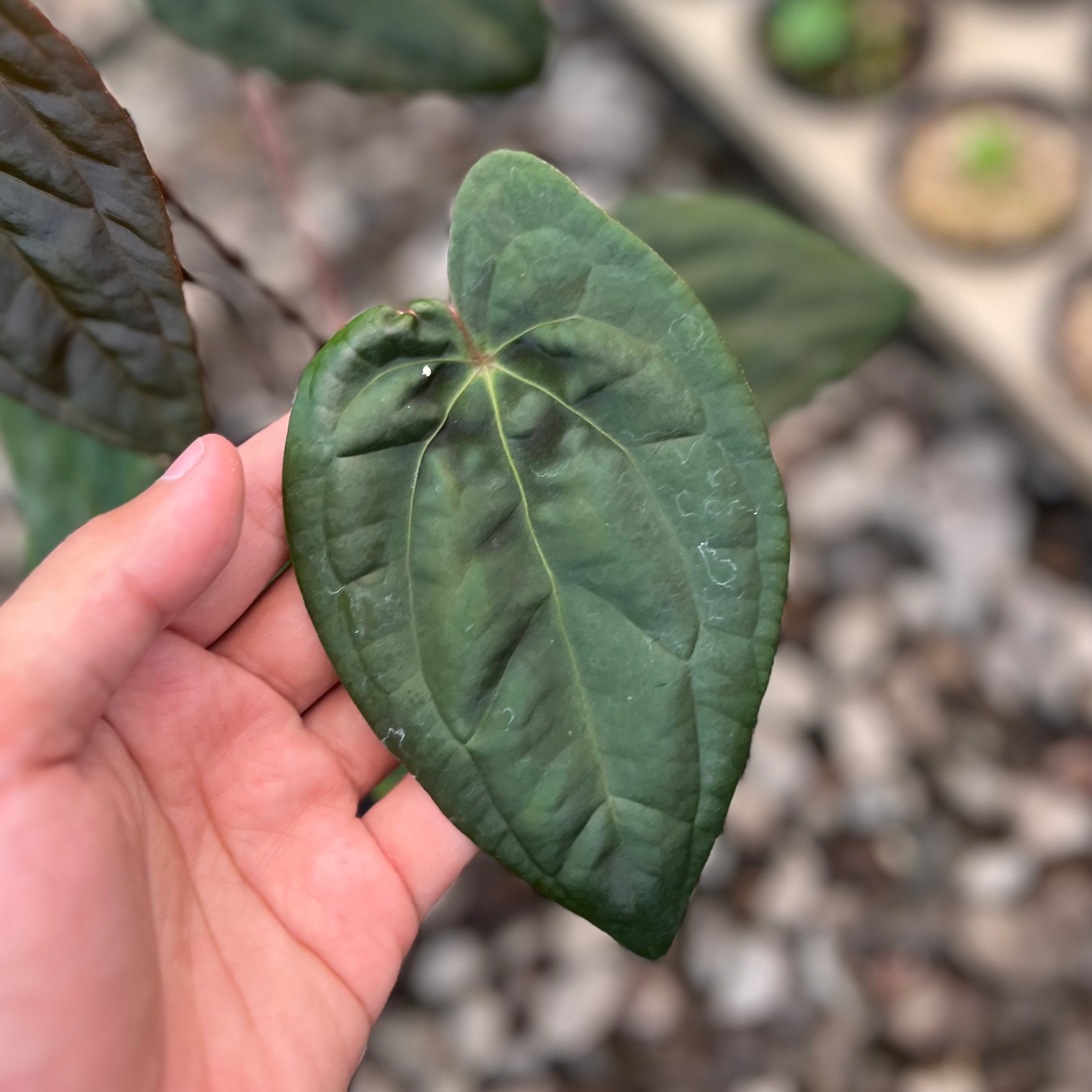 Anthurium RVDP x Black Muscle